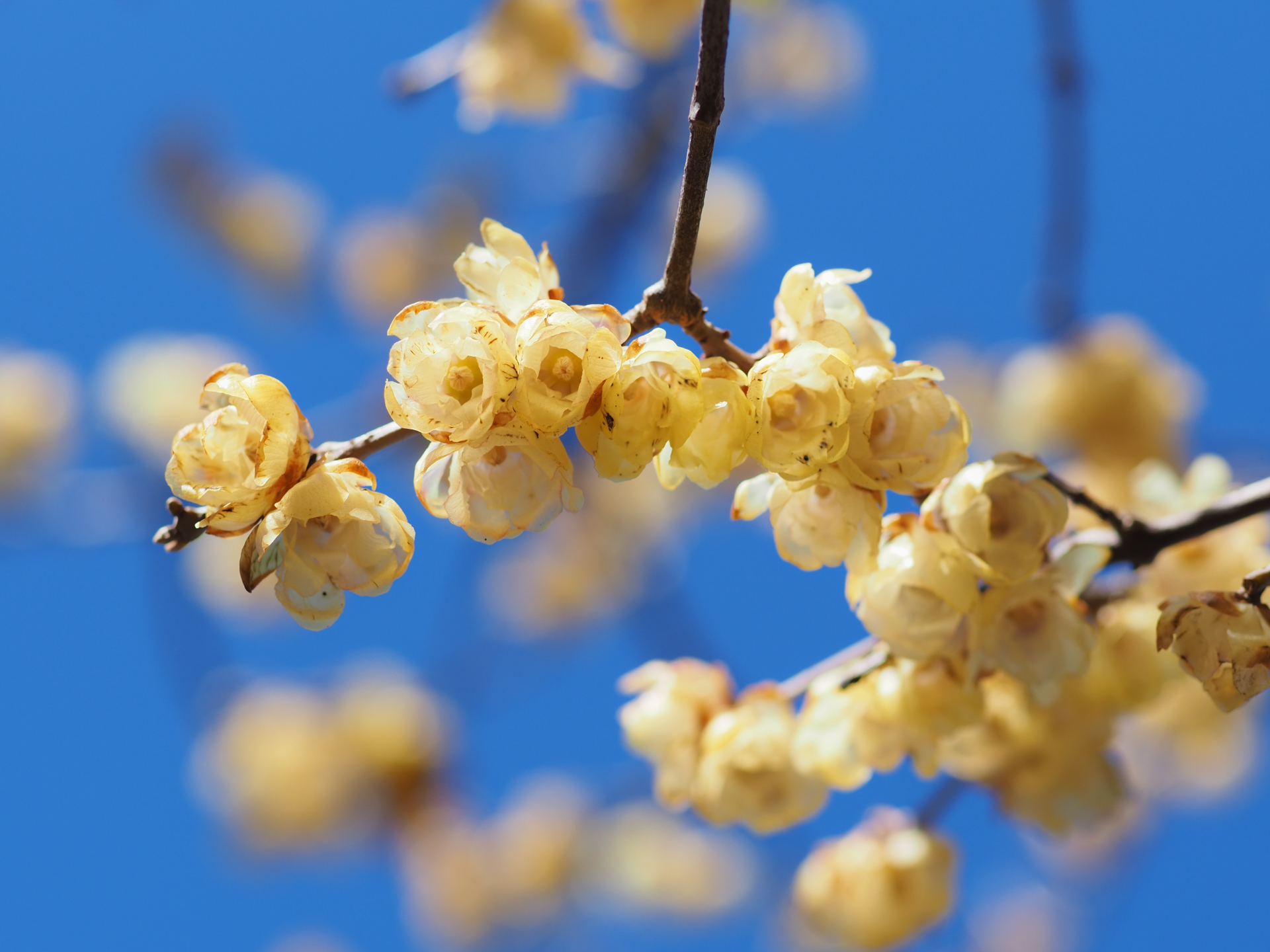 E-M1X　ZUIKO DIGITAL ED 50mm F2.0 Macro（F3.2・1/2,000秒）ISO 200