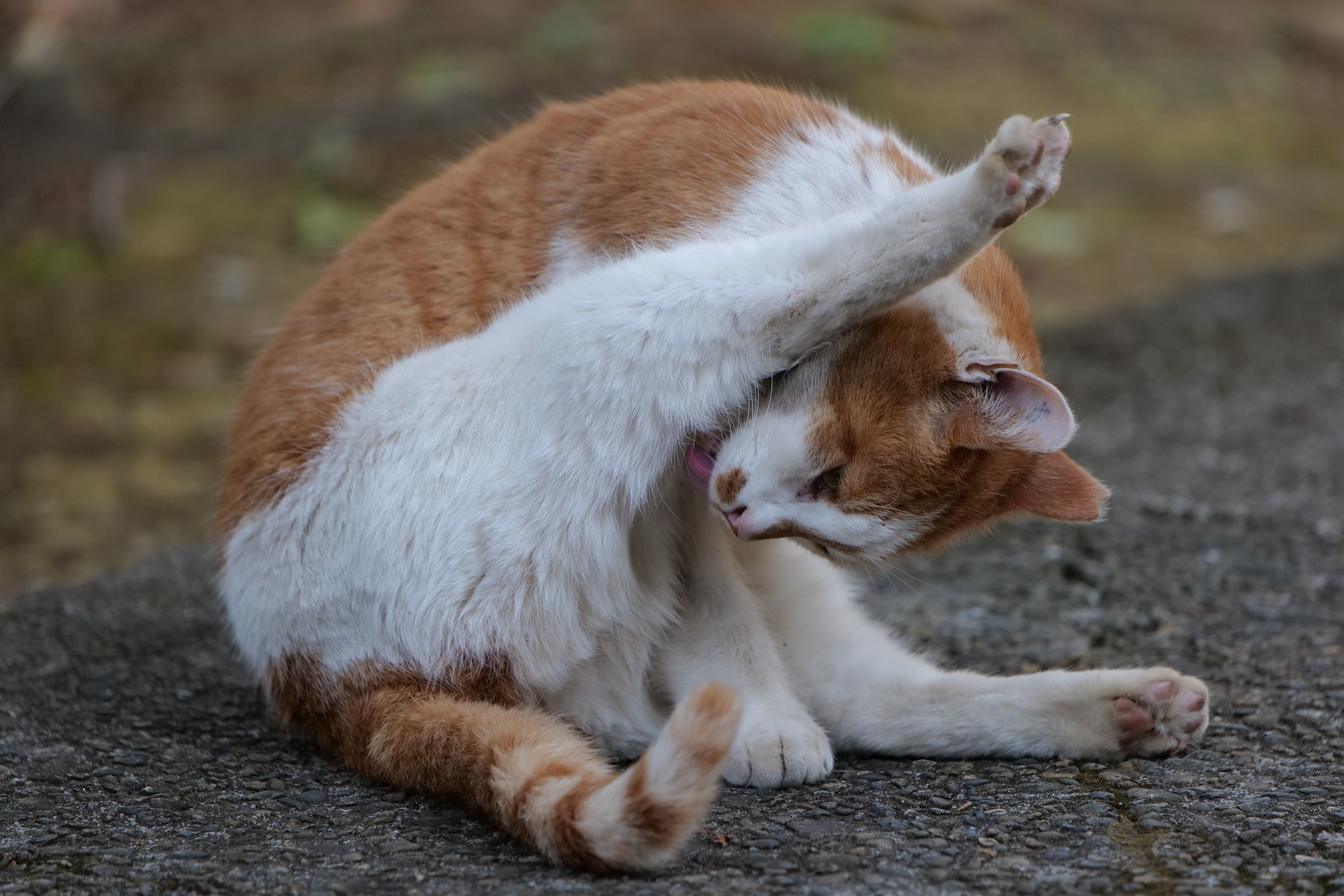 <span class="fnt-85">LUMIX S5 / LUMIX S 70-300mm F4.5-5.6 MACRO O.I.S.（300mm） / シャッター優先AE（1/800秒・F5.6・±0EV） / ISO 2500</span>