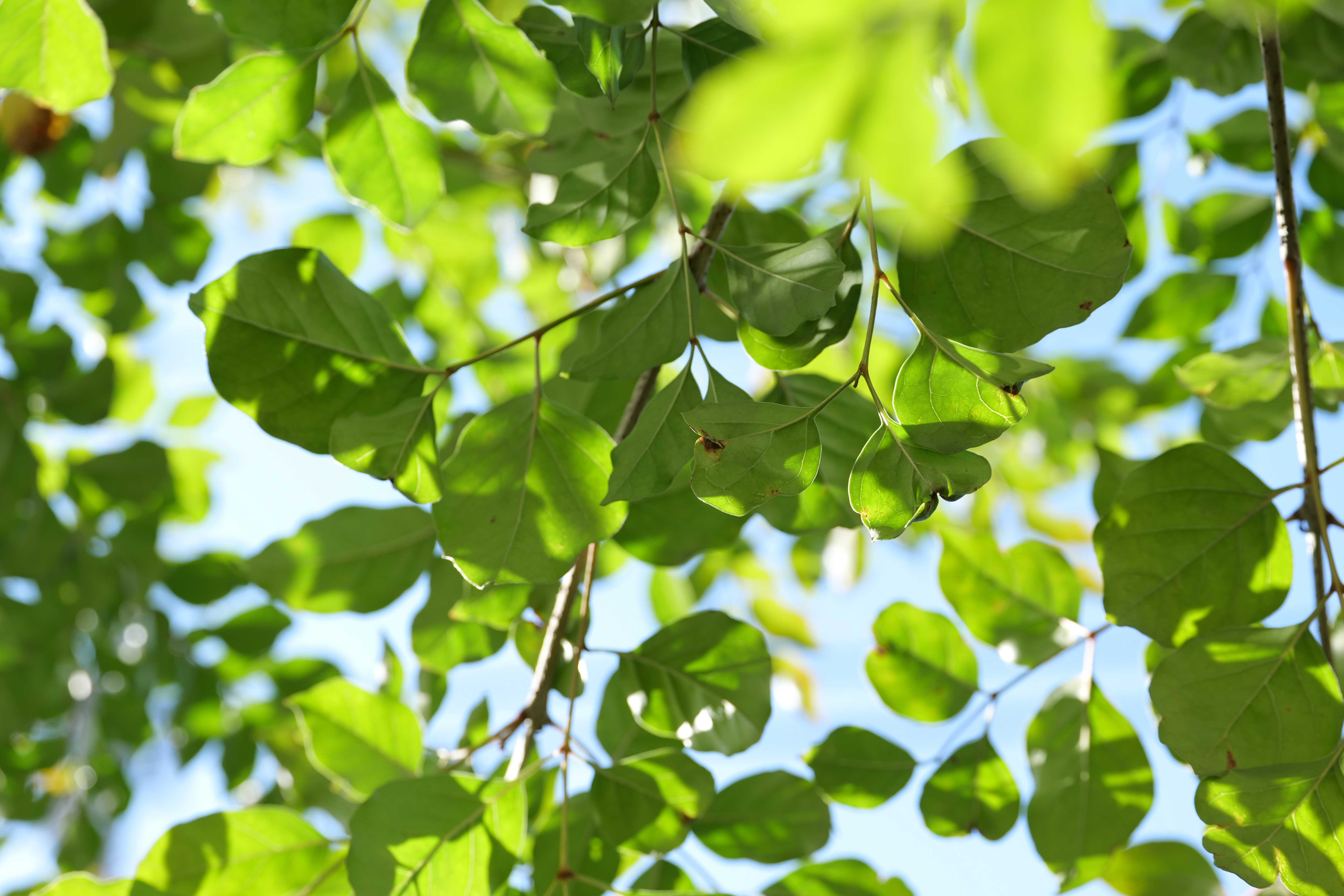 <span class="fnt-85">LUMIX S5 / LUMIX S 70-300mm F4.5-5.6 MACRO O.I.S.（70mm） / 絞り優先AE（F5.6・1/80秒・+1.0EV） / ISO 100</span>