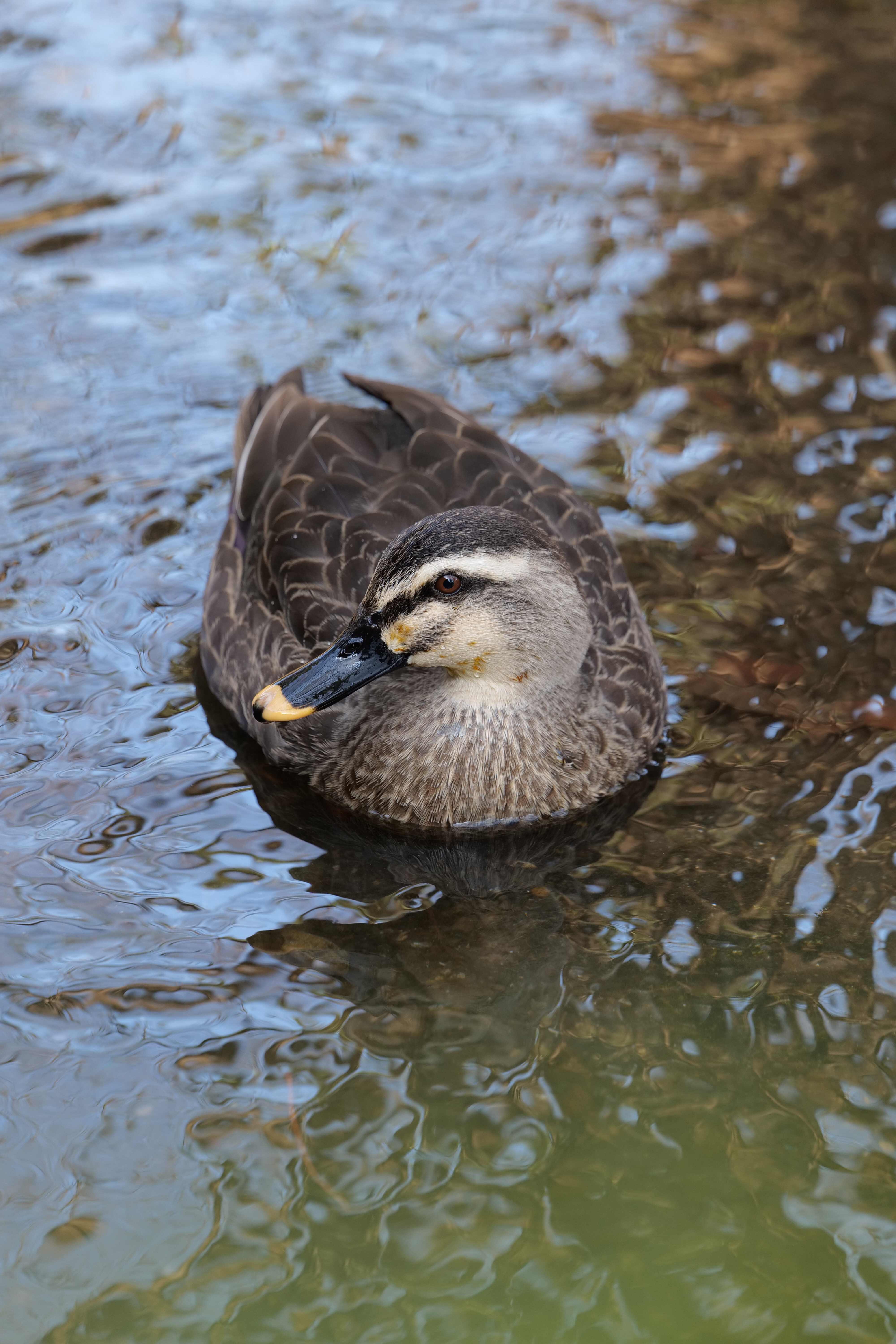 <span class="fnt-85">LUMIX S5 / LUMIX S 70-300mm F4.5-5.6 MACRO O.I.S.（179mm） / 絞り優先AE（F5.4・1/200秒・±0EV） / ISO 800</span>