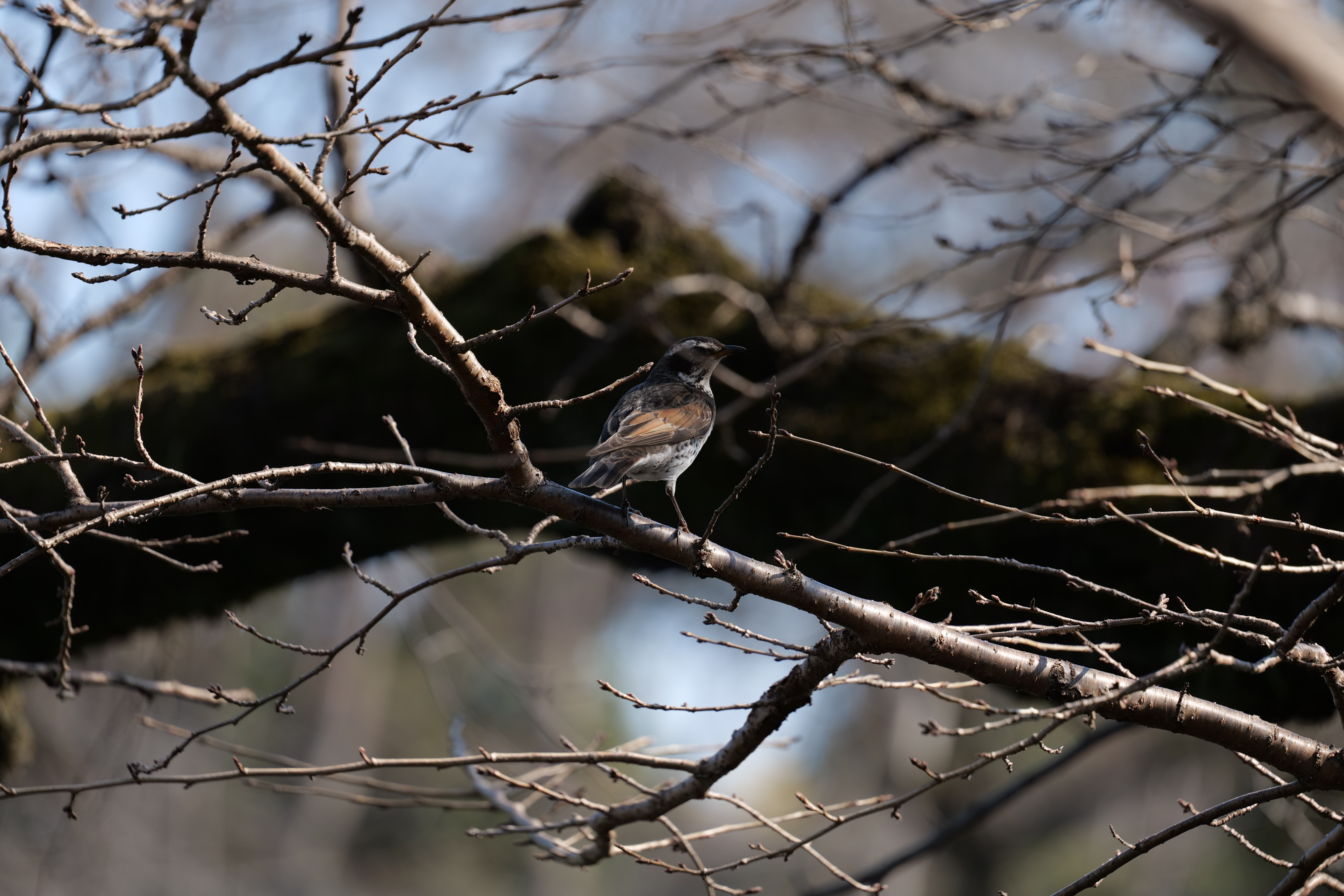 <span class="fnt-85">LUMIX S5 / LUMIX S 70-300mm F4.5-5.6 MACRO O.I.S.（300mm） / 絞り優先AE（F5.6・1/320秒・-0.7EV） / ISO 800</span>