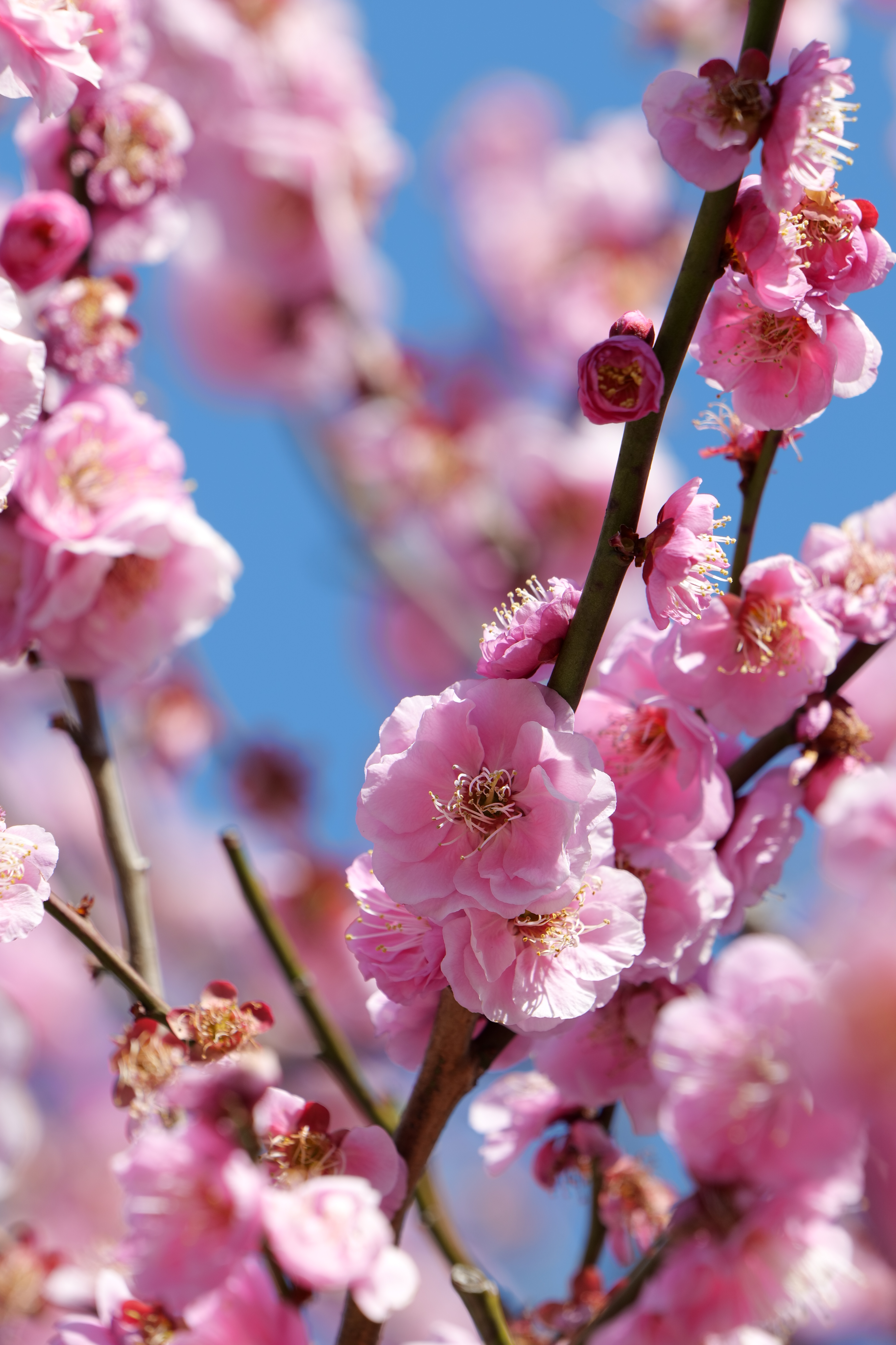 <span class="fnt-85">LUMIX S5 / LUMIX S 70-300mm F4.5-5.6 MACRO O.I.S.（300mm） / 絞り優先AE（F8・1/320秒・+0.7EV） / ISO 250</span>