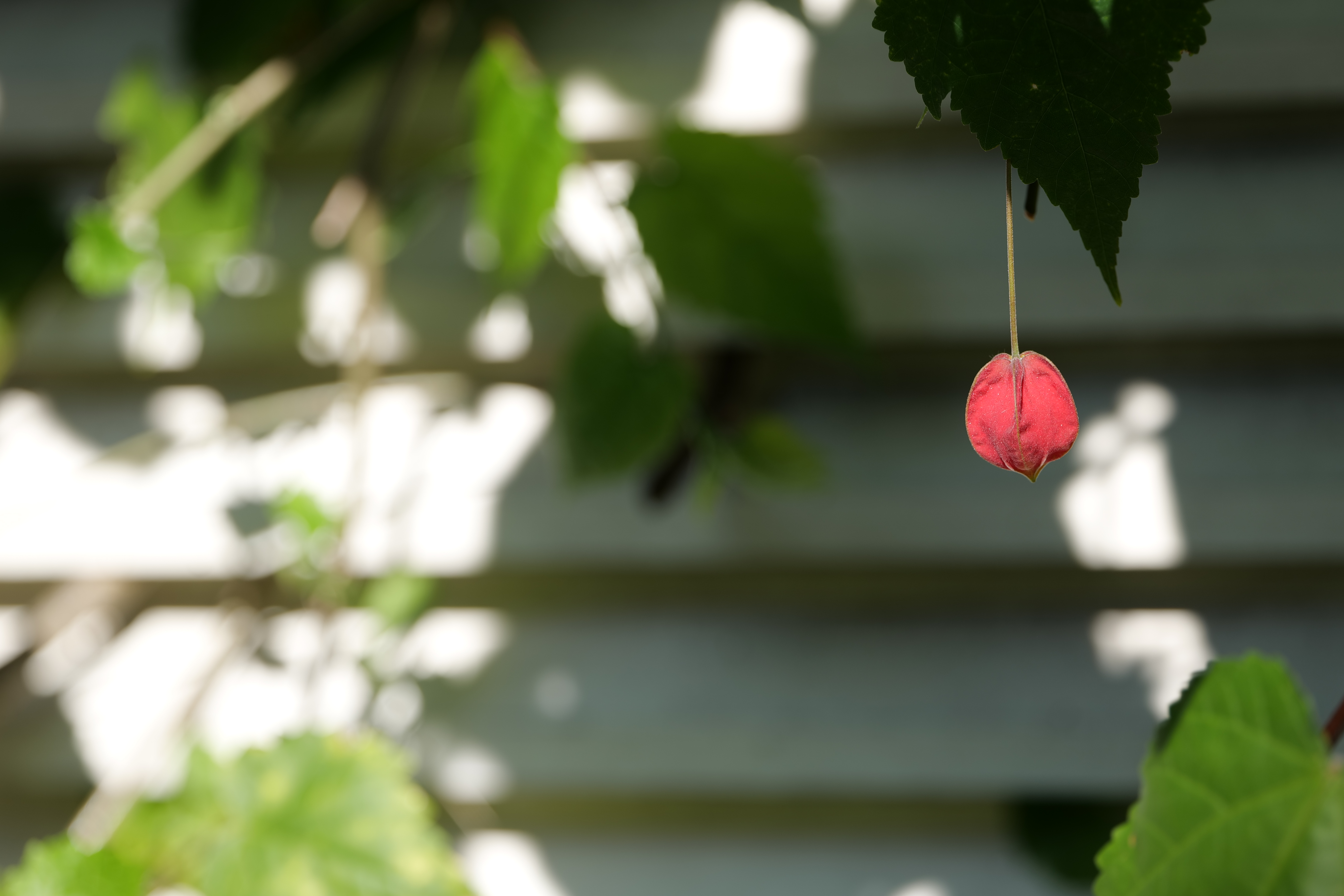 <span class="fnt-85">LUMIX S5 / LUMIX S 70-300mm F4.5-5.6 MACRO O.I.S.（155mm） / 絞り優先AE（F5.4・1/200秒・+0.7EV） / ISO 100</span>