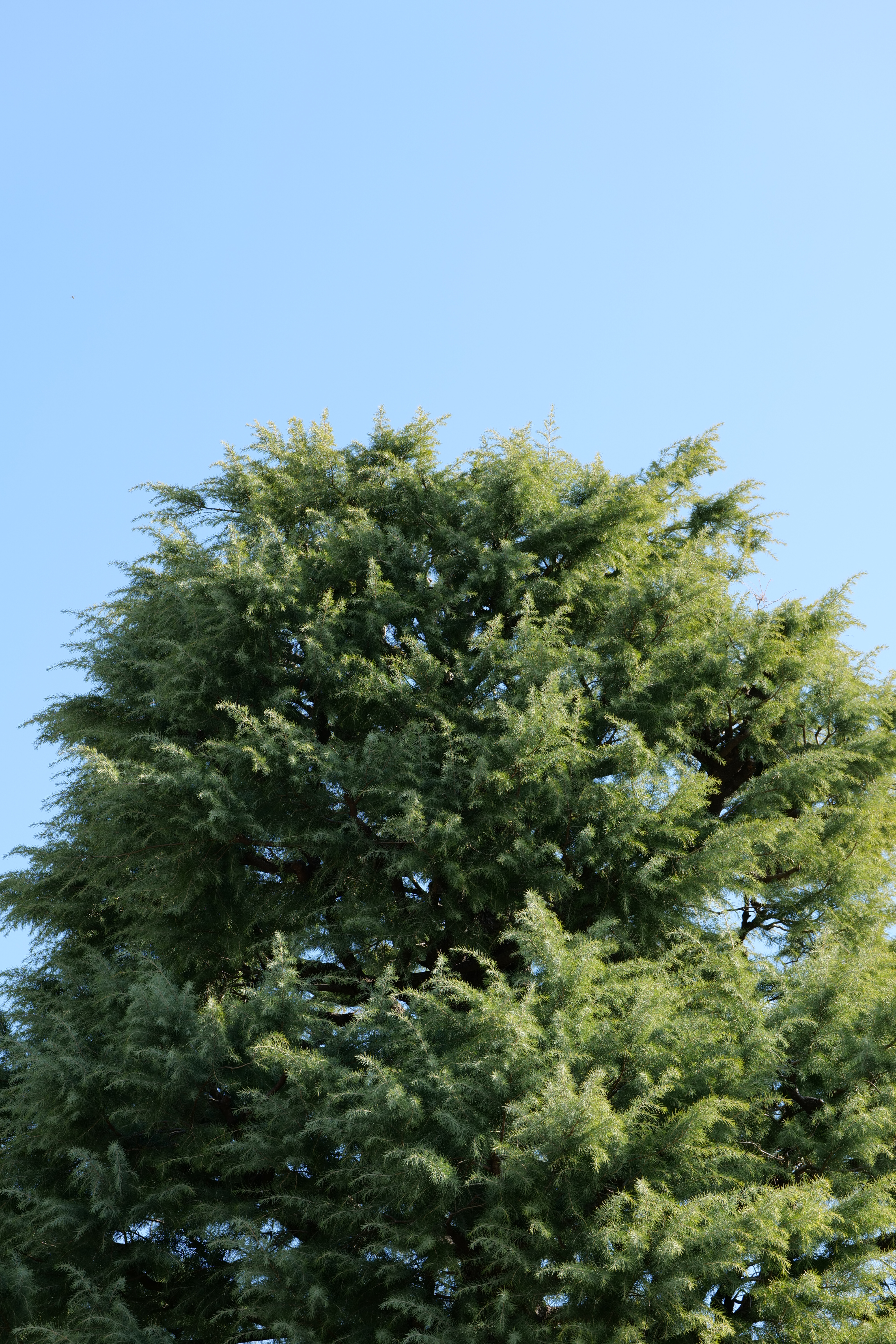 <span class="fnt-85">LUMIX S5 / LUMIX S 70-300mm F4.5-5.6 MACRO O.I.S.（70mm） / 絞り優先AE（F8・1/80秒・±0EV） / ISO 100</span>