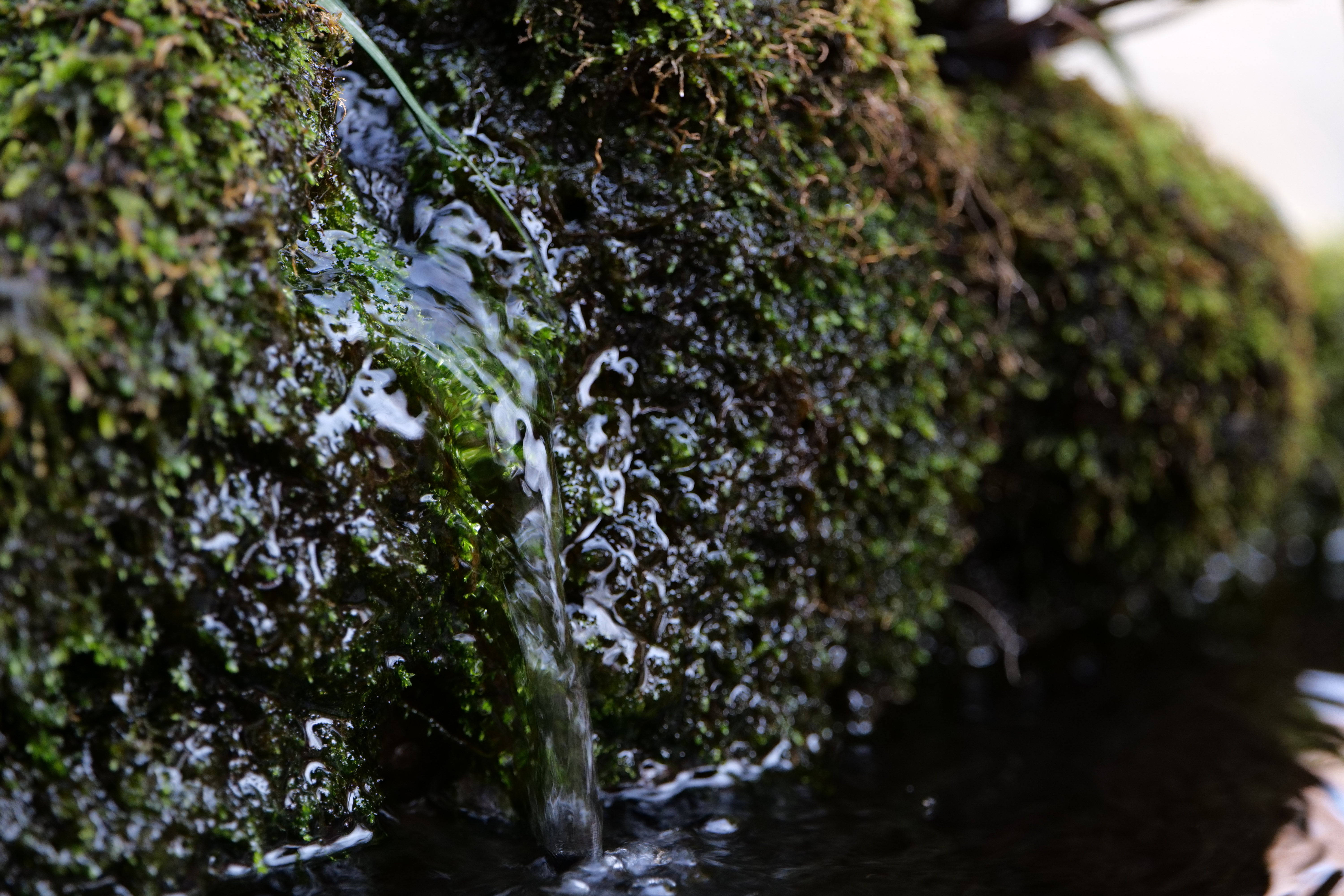 <span class="fnt-85">LUMIX S5 / LUMIX S 70-300mm F4.5-5.6 MACRO O.I.S.（160mm） / 絞り優先AE（F5.4・1/200秒・-1.0EV） / ISO 1600</span>