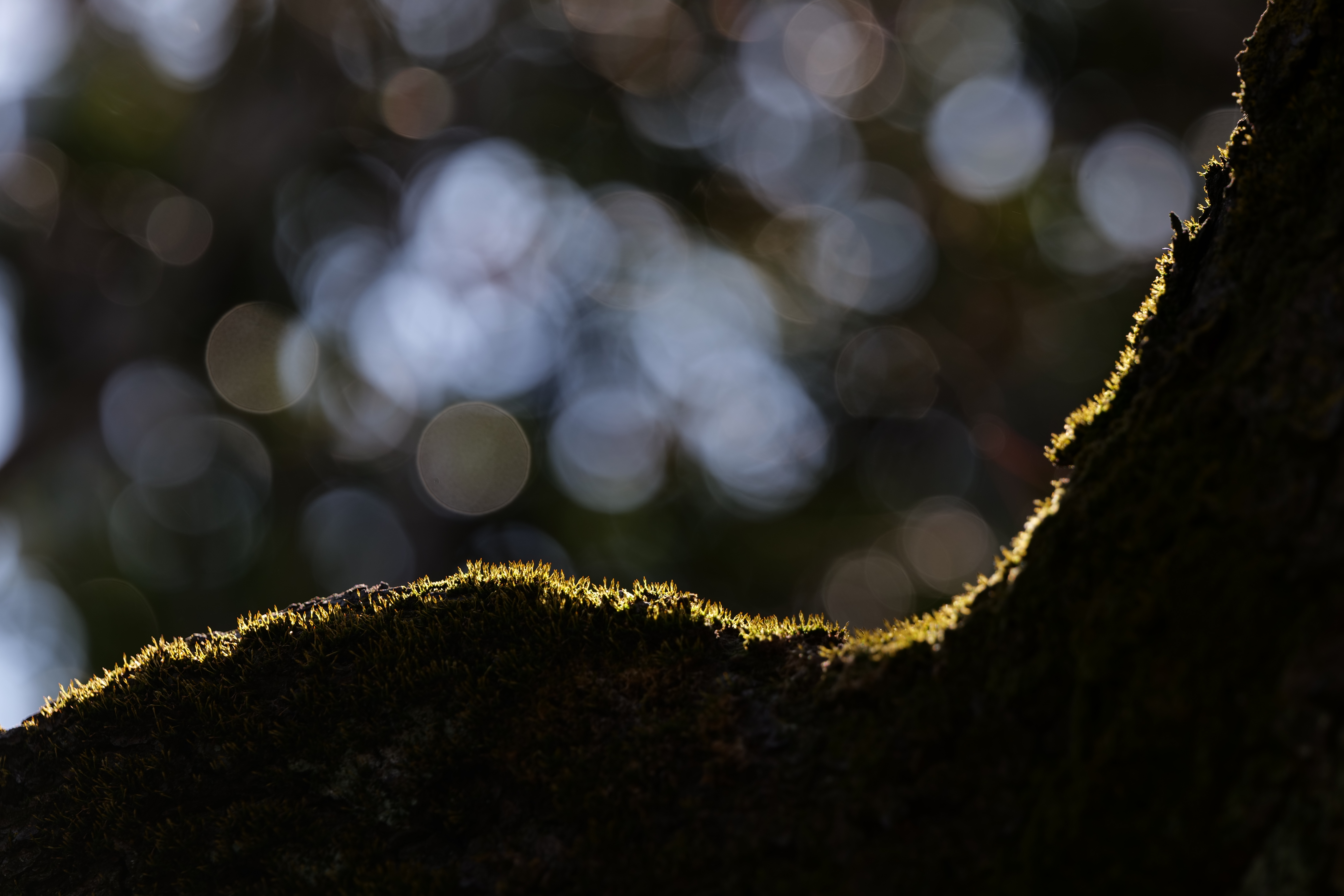 <span class="fnt-85">LUMIX S5 / LUMIX S 70-300mm F4.5-5.6 MACRO O.I.S.（173mm） / 絞り優先AE（F5.6・1/200秒・-1.7EV） / ISO 125</span>