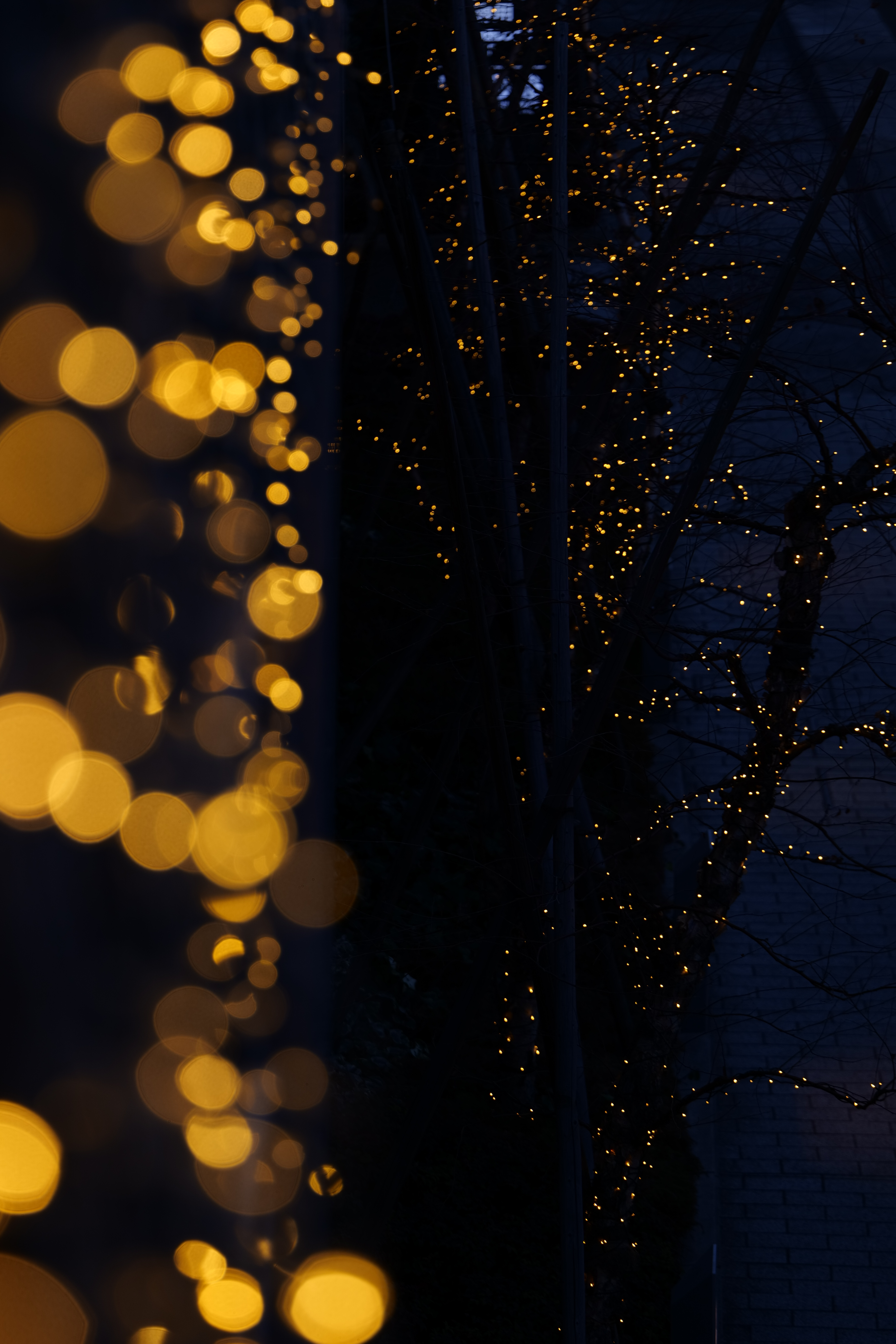 <span class="fnt-85">LUMIX S5 / LUMIX S 70-300mm F4.5-5.6 MACRO O.I.S.（135mm） / 絞り優先AE（F5.2・1/160秒・-1.3EV） / ISO 160</span>