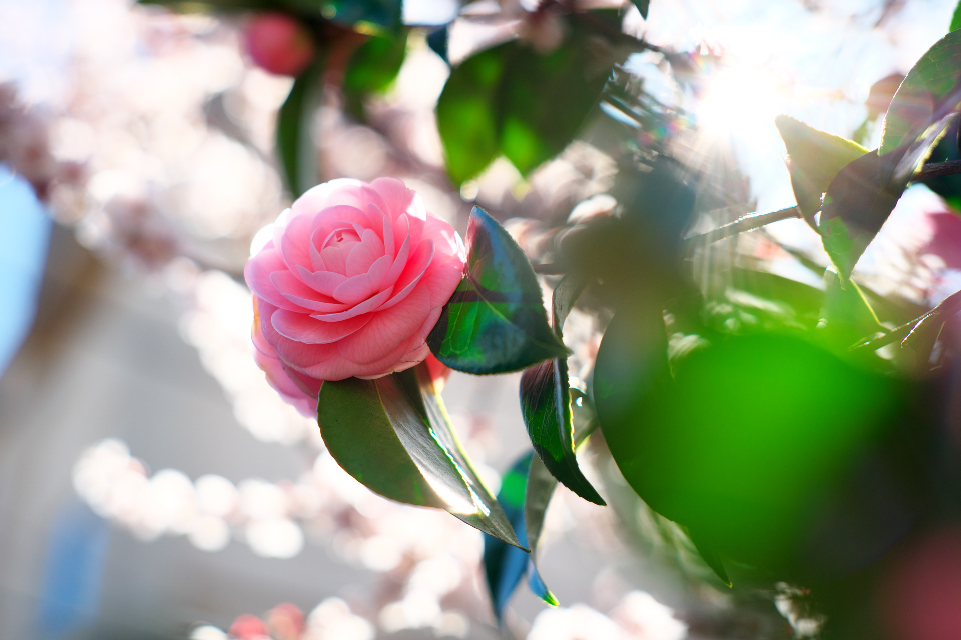 α7C+LM-EA7　NIKKOR-H 5cm F2（F2.8・1/1,000秒）ISO 200