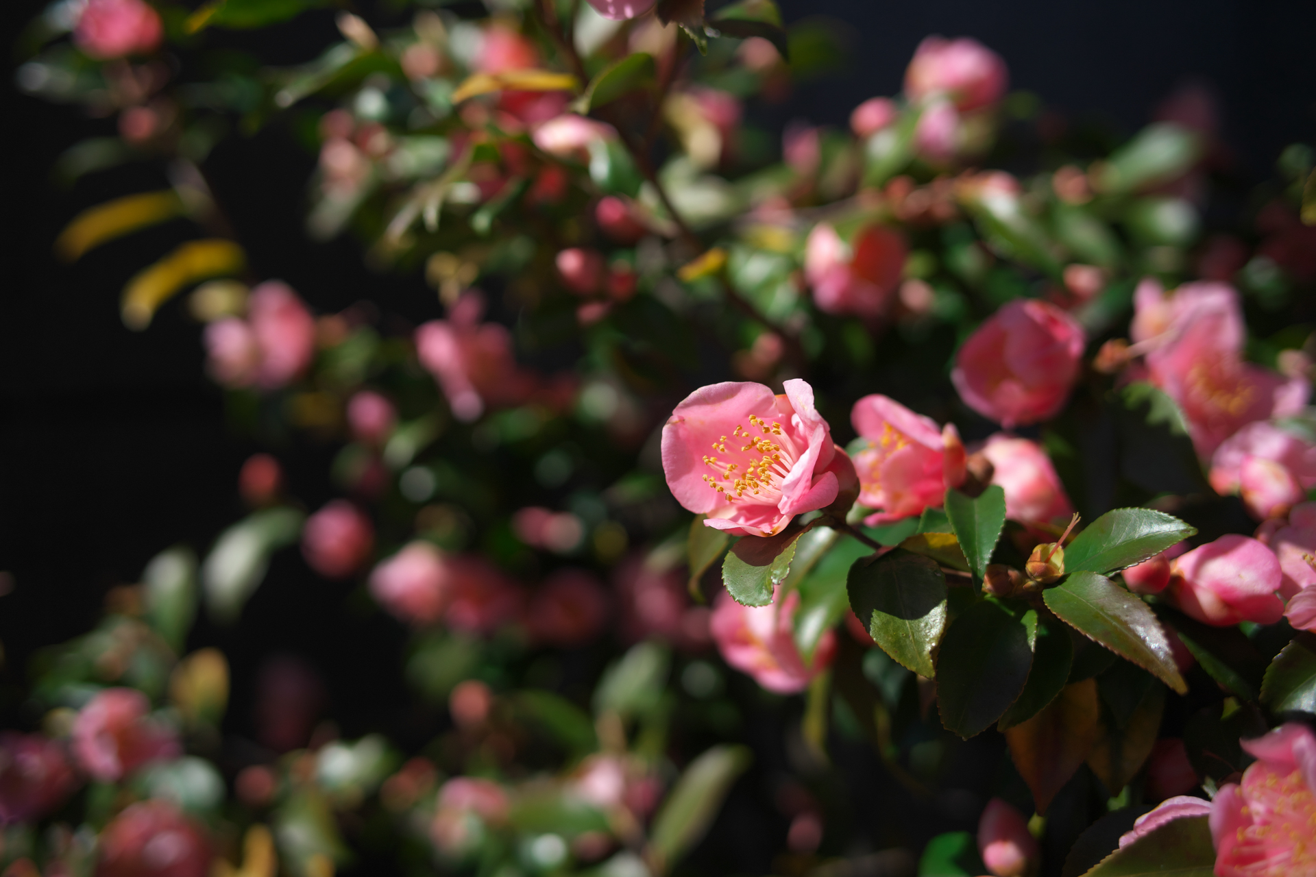 α7C+LM-EA7　Biogon T* 2/35 ZM（F2・1/2,500秒）ISO 100