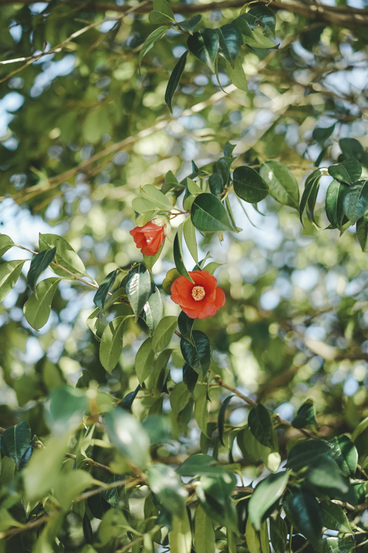 α7C / Sonnar T* FE 55mm F1.8 ZA / マニュアル露出（1/2,000秒・F1.8） / ISO 500