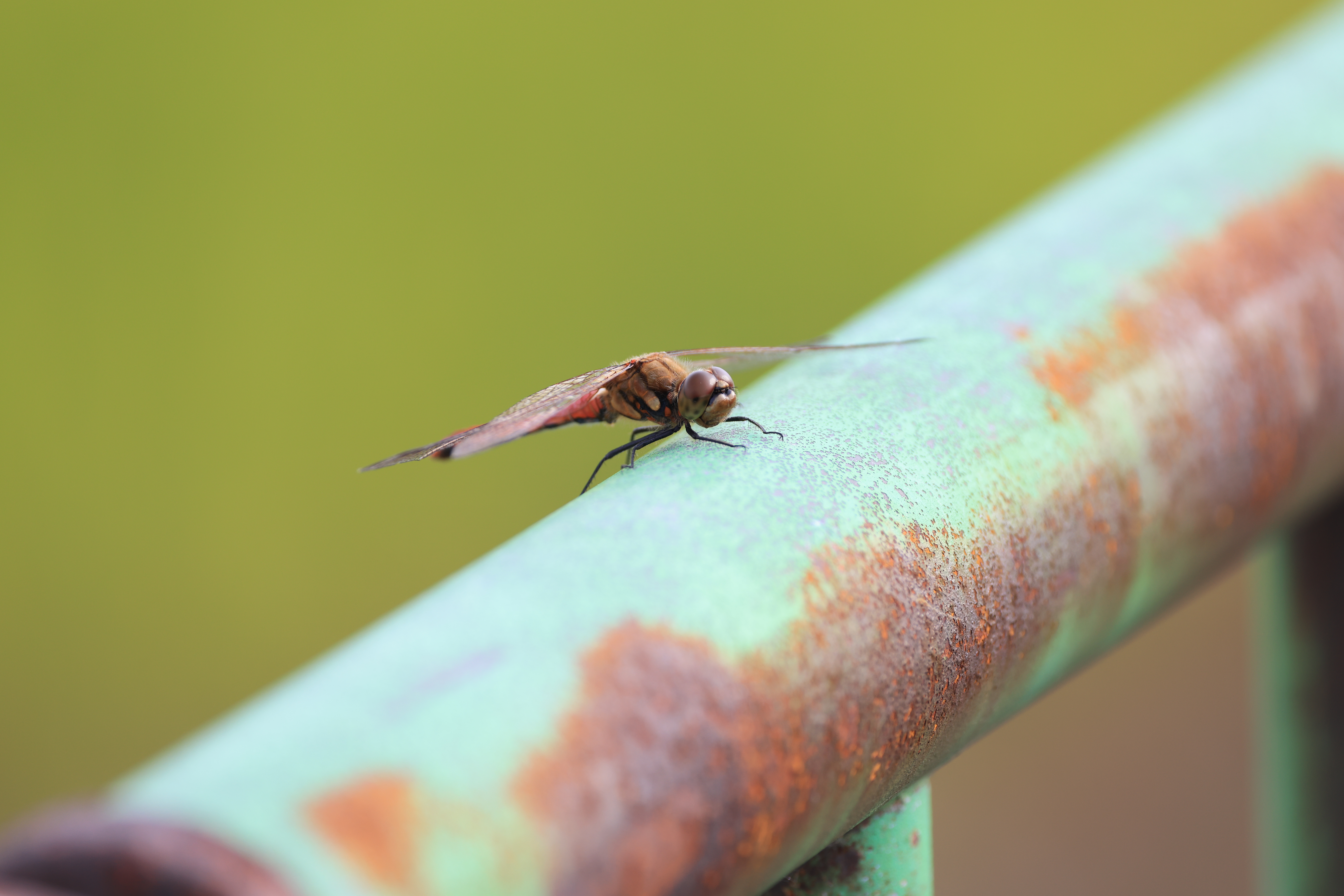 EOS R5 / RF100-500mm F4.5-7.1 L IS USM（400mm）/ 絞り優先AE（F7.1・1/320秒・+2/3EV）/ ISO400