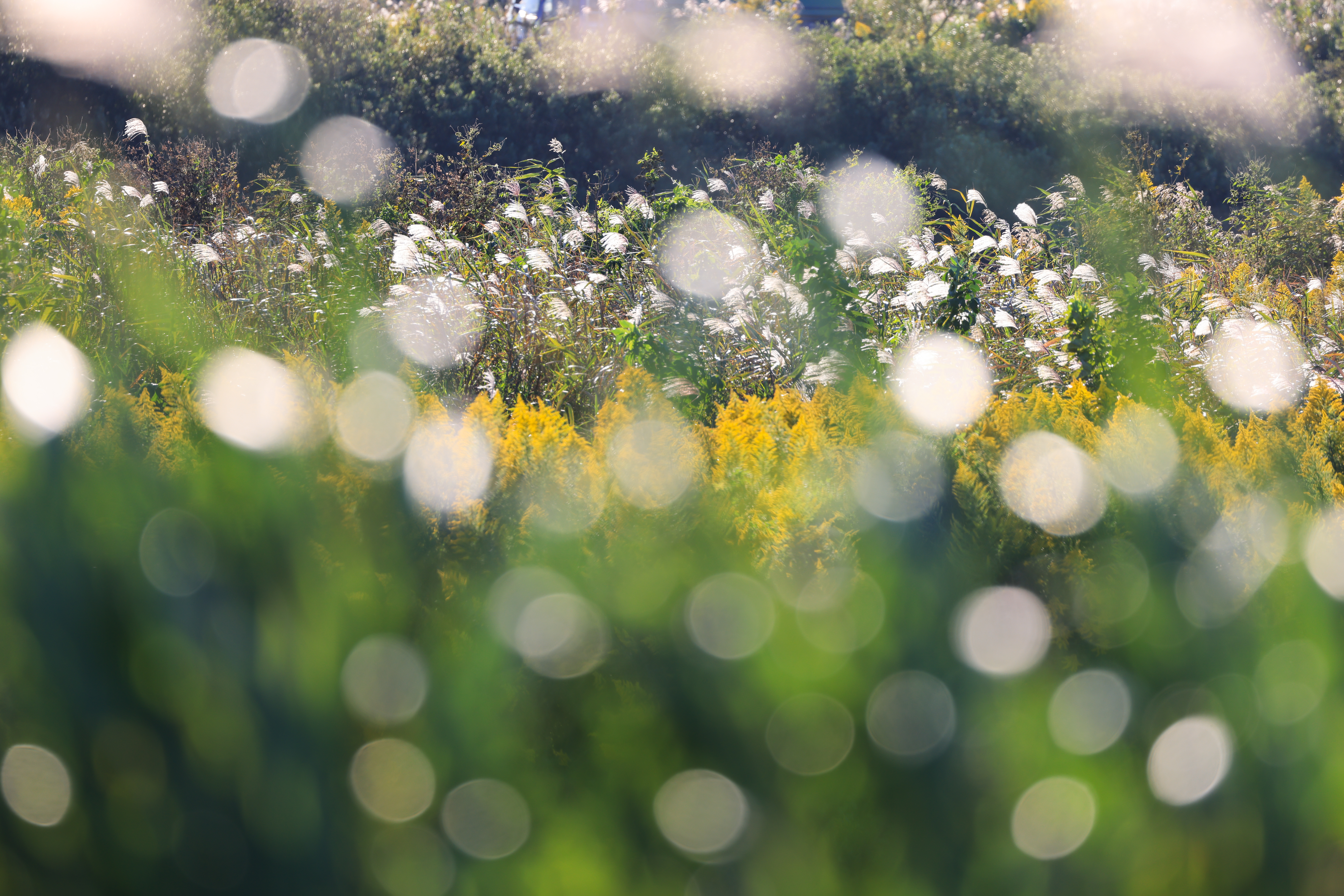 EOS R5 / RF100-500mm F4.5-7.1 L IS USM（500mm）/ 絞り優先AE（F6.7・1/180秒・+0.5EV）/ ISO 100