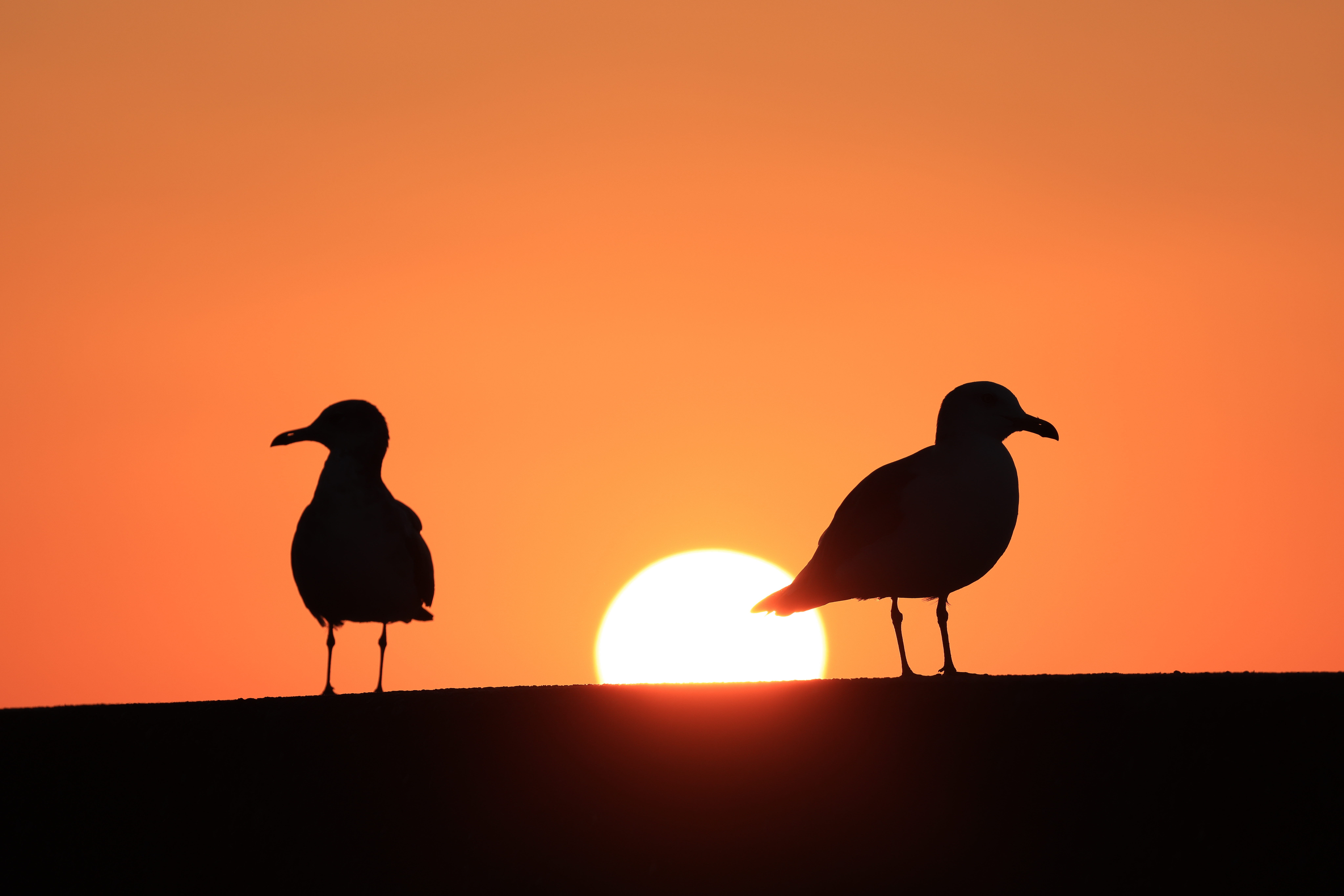 沈む夕陽に狙いをつけていたところ、ウミネコがやって来てポーズをとってくれた。すかさずRF100-500mm F4.5-7.1 L IS USMを構え、500mm側で収める。日没直前の逆光が厳しい条件だったけれども、描写は大満足。もはや逆光なんか気にならない性能は、確かに新次元のものだ。<br>EOS R5 / RF100-500mm F4.5-7.1 L IS USM（500mm）/ 絞り優先AE（F6.7・1/500秒・+0.5EV）/ ISO 125
