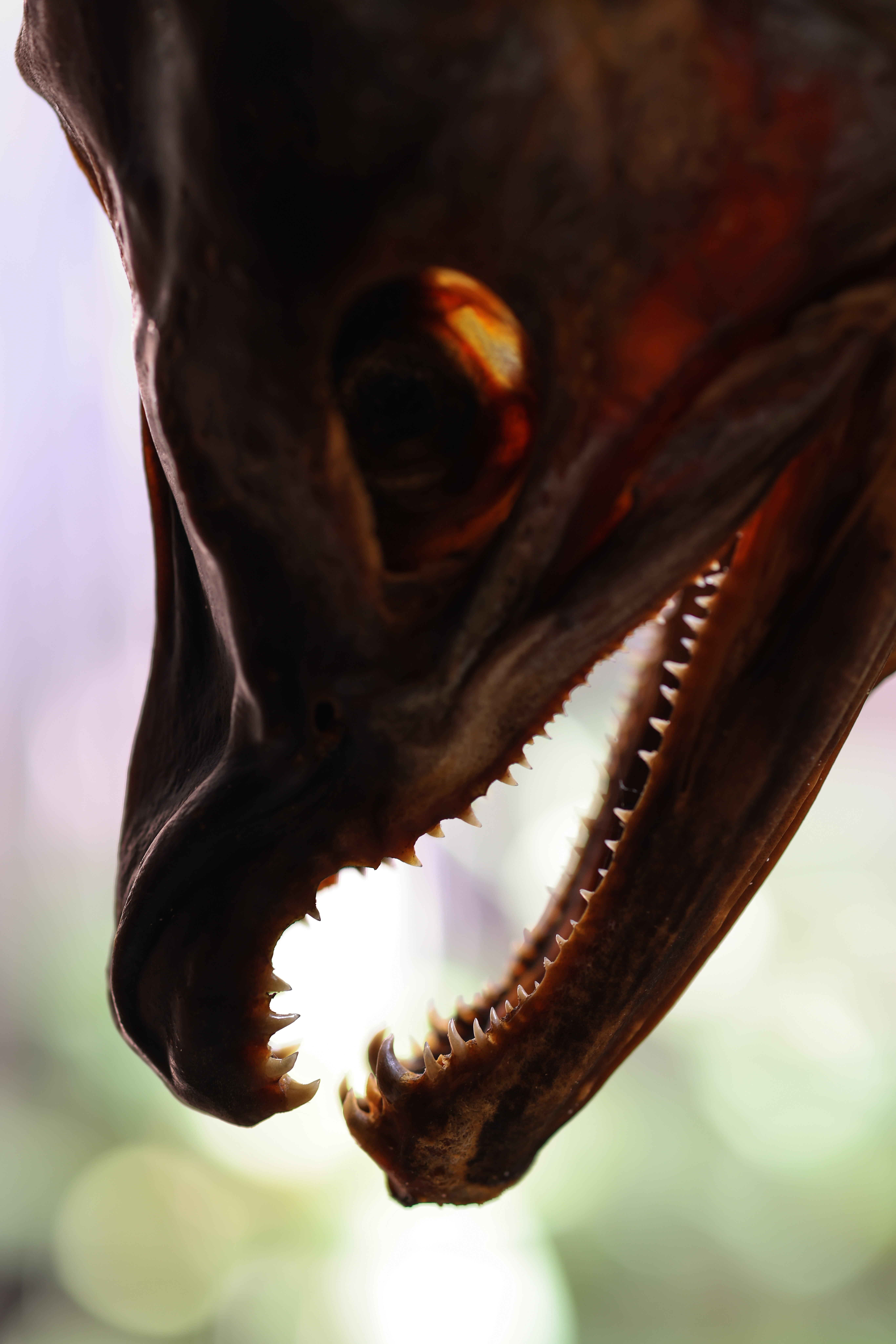 EOS R5 / RF85mm F2 MACRO IS STM / 絞り優先AE（F2.8・1/60秒・+0.3EV）/ ISO 400