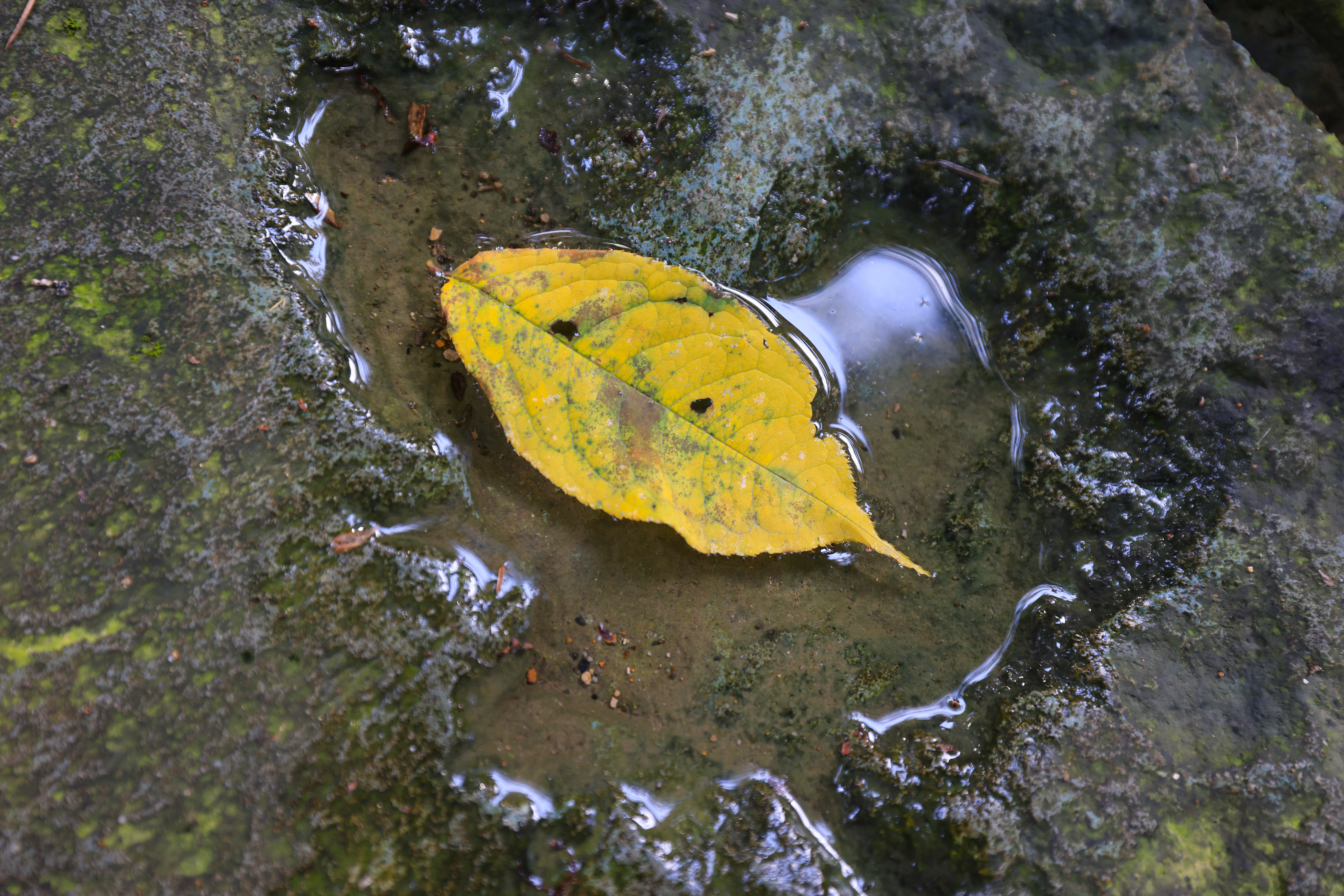 EOS R5 / RF15-35mm F2.8 L IS USM（15mm）/ 絞り優先AE（F4・1/80秒・-0.3EV）/ ISO 400