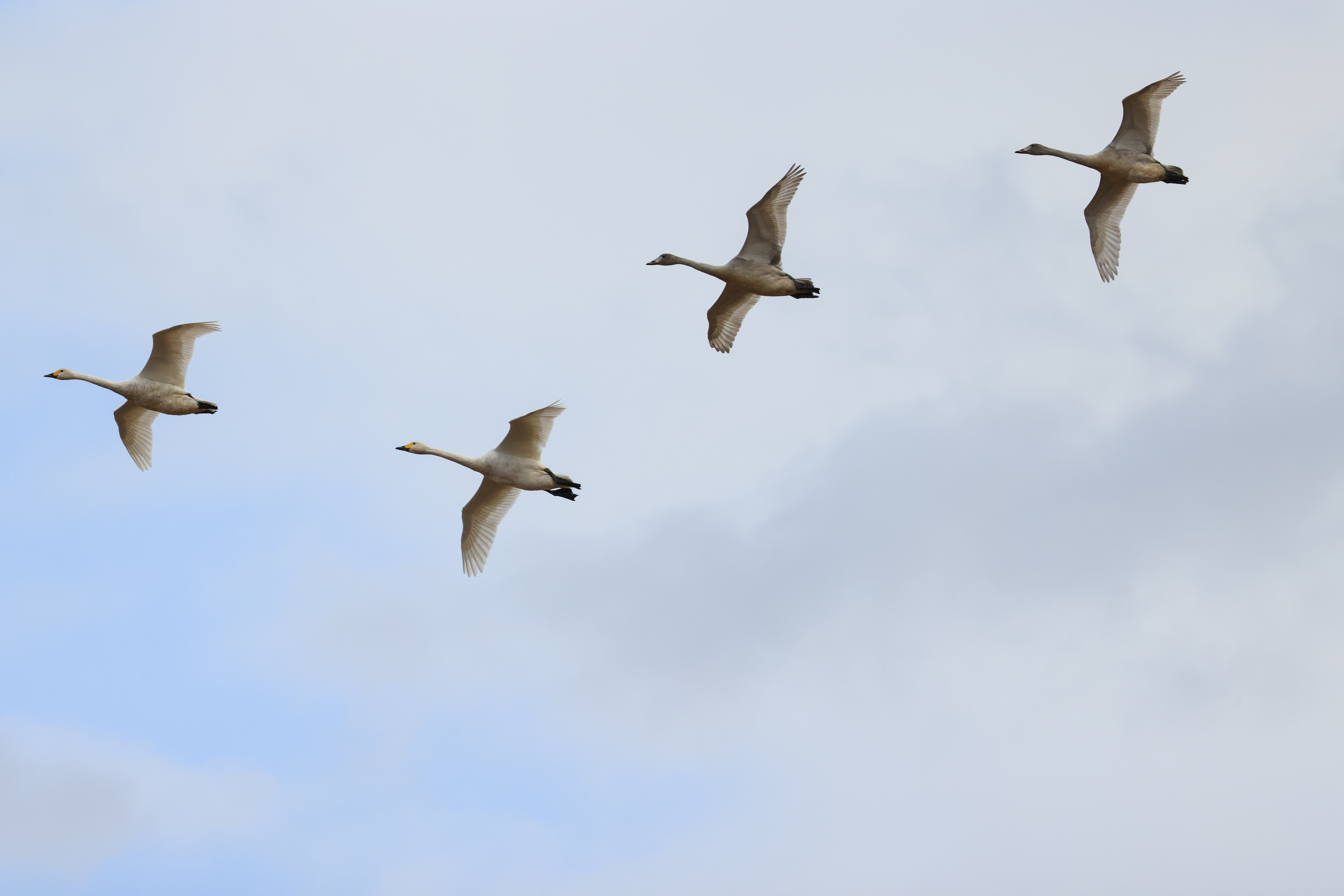 EOS R5 / RF100-500mm F4.5-7.1 L IS USM + EXTENDER RF1.4x（700mm）/ 絞り優先AE（F10・1/5,000秒・+0.3EV）/ ISO 1600