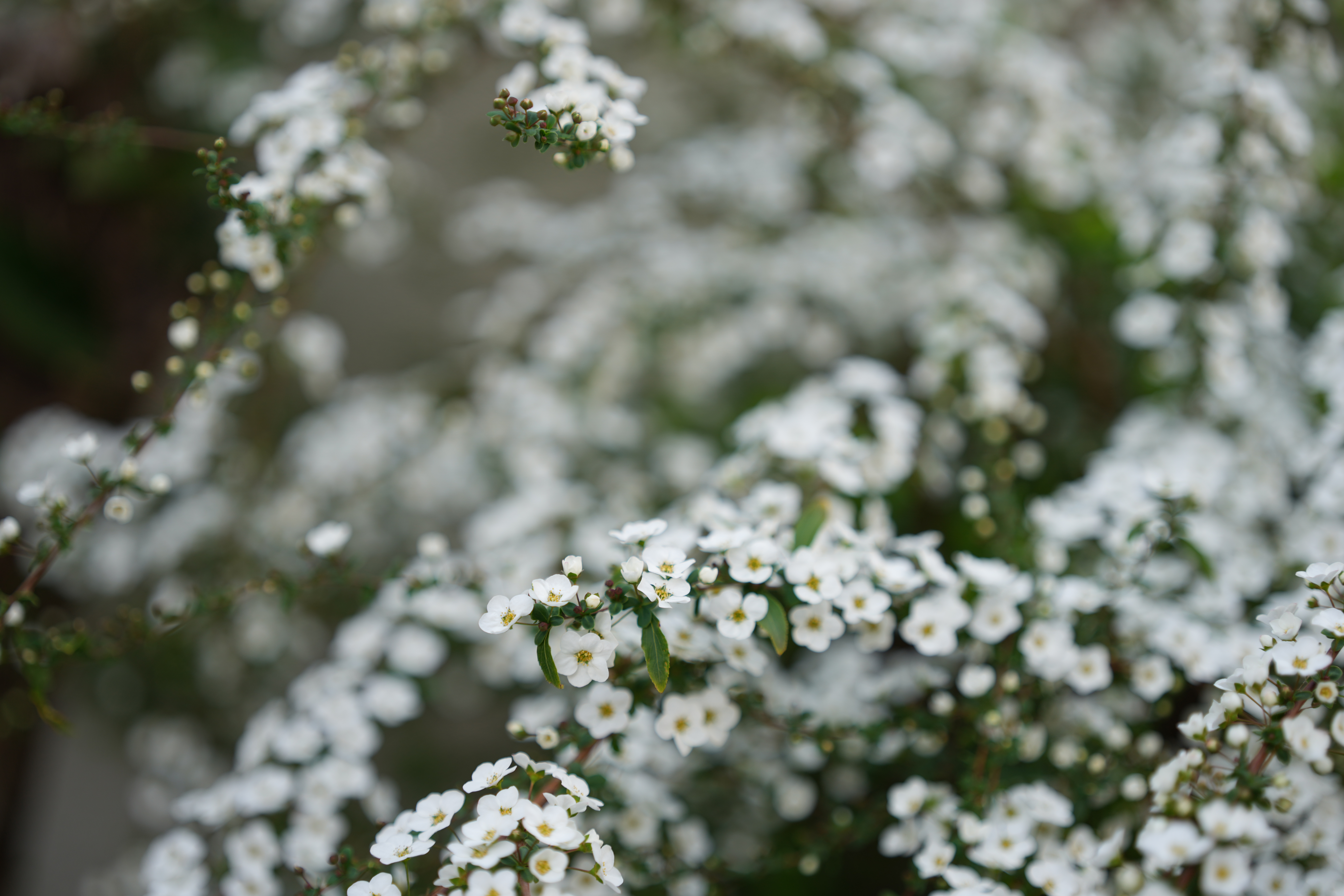 <span class="fnt-85">α1 / SIGMA 65mm F2 DG DN｜Contemporary / 絞り優先AE（F2・1/500秒・+0.3EV） / ISO 100</span>