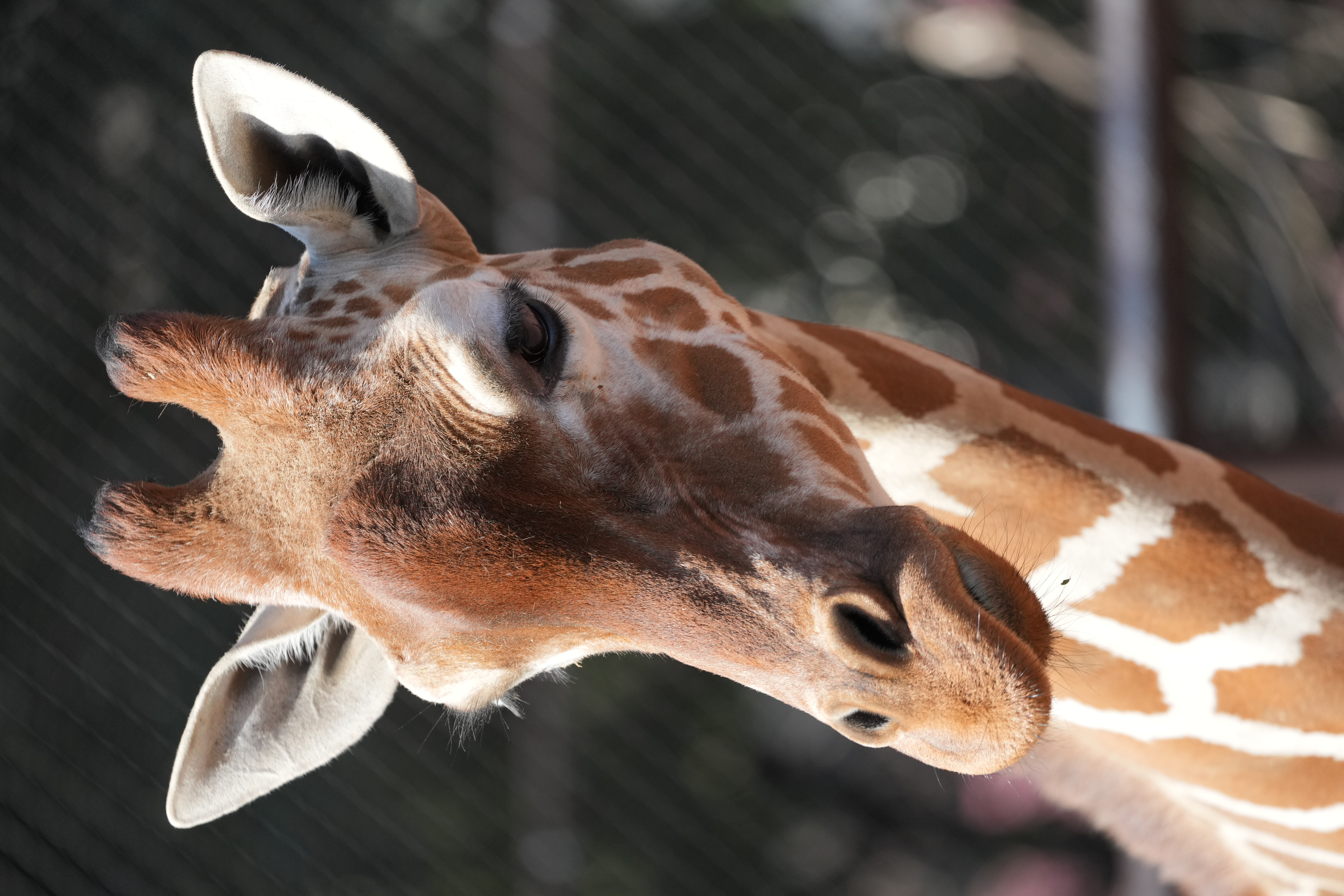キリンは真正面から次のカットくらいの角度で検出が不安定になった。瞳だったり鼻だったり耳だったりを行ったり来たりしていた。<br><span class="fnt-85">α1 / FE 100-400mm F4.5-5.6 GM OSS（400mm） / マニュアル露出（F5.6・1/1,250秒） / ISO 1000</span>