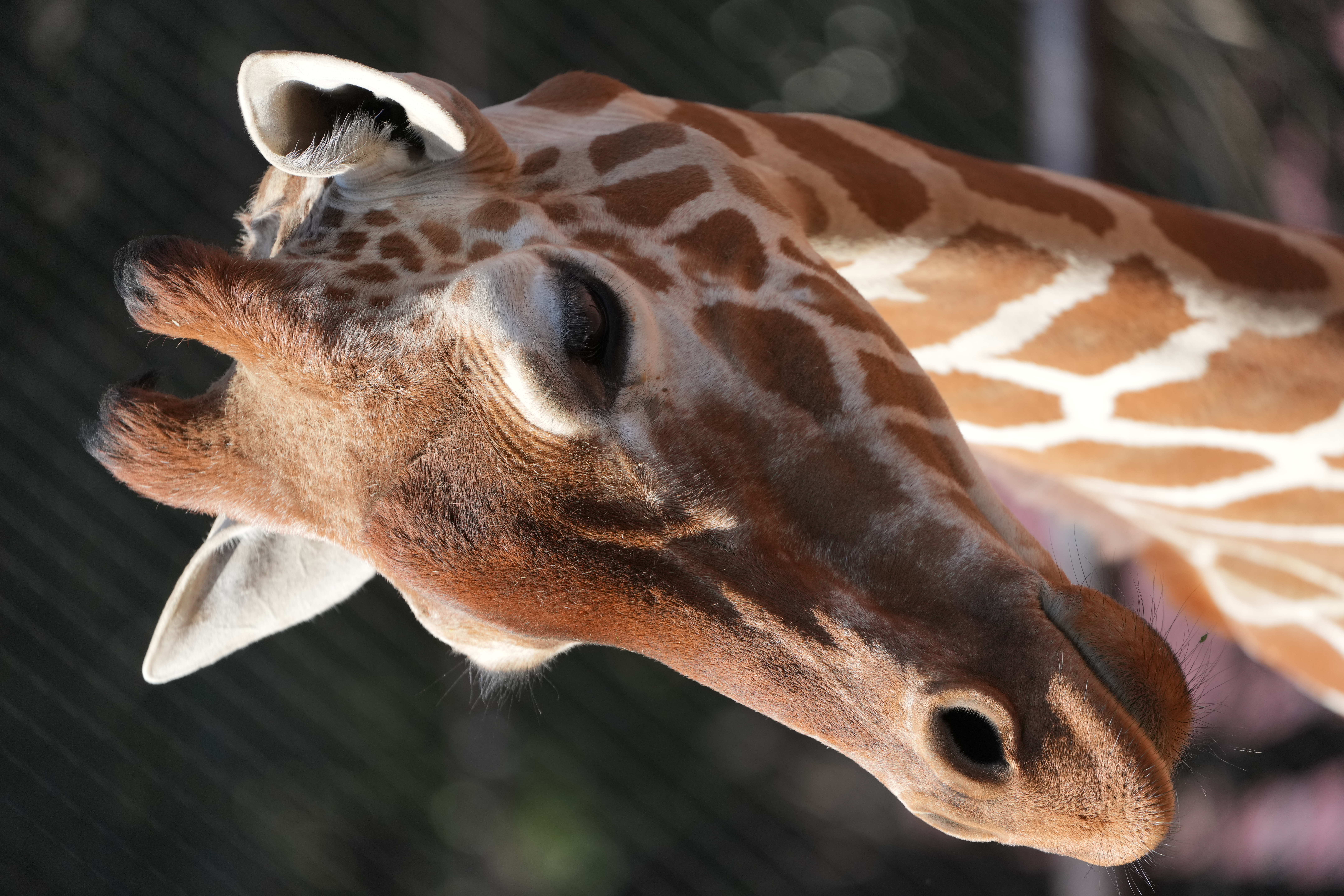 <span class="fnt-85">α1 / FE 100-400mm F4.5-5.6 GM OSS（400mm） / マニュアル露出（F5.6・1/1,250秒） / ISO 800</span>