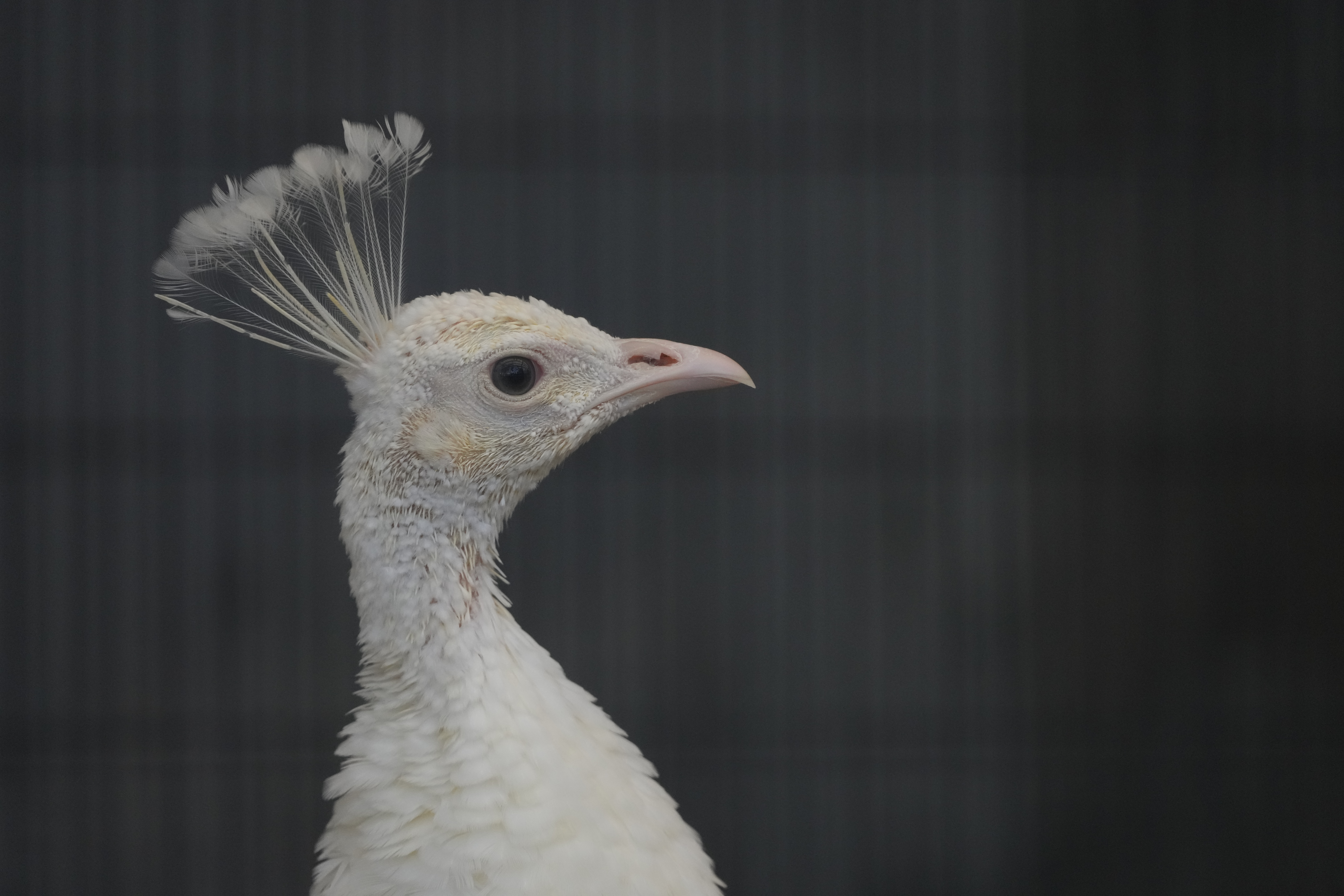 他のカメラと比べて、被写体と背景との距離差があると被写体をガッチリ掴んで離さない感のあるAF、という印象。ちなみにISO 4000でこの感じ<br><span class="fnt-85">α1 / FE 100-400mm F4.5-5.6 GM OSS（400mm） / マニュアル露出（F7.1・1/1,250秒） / ISO 4000</span>