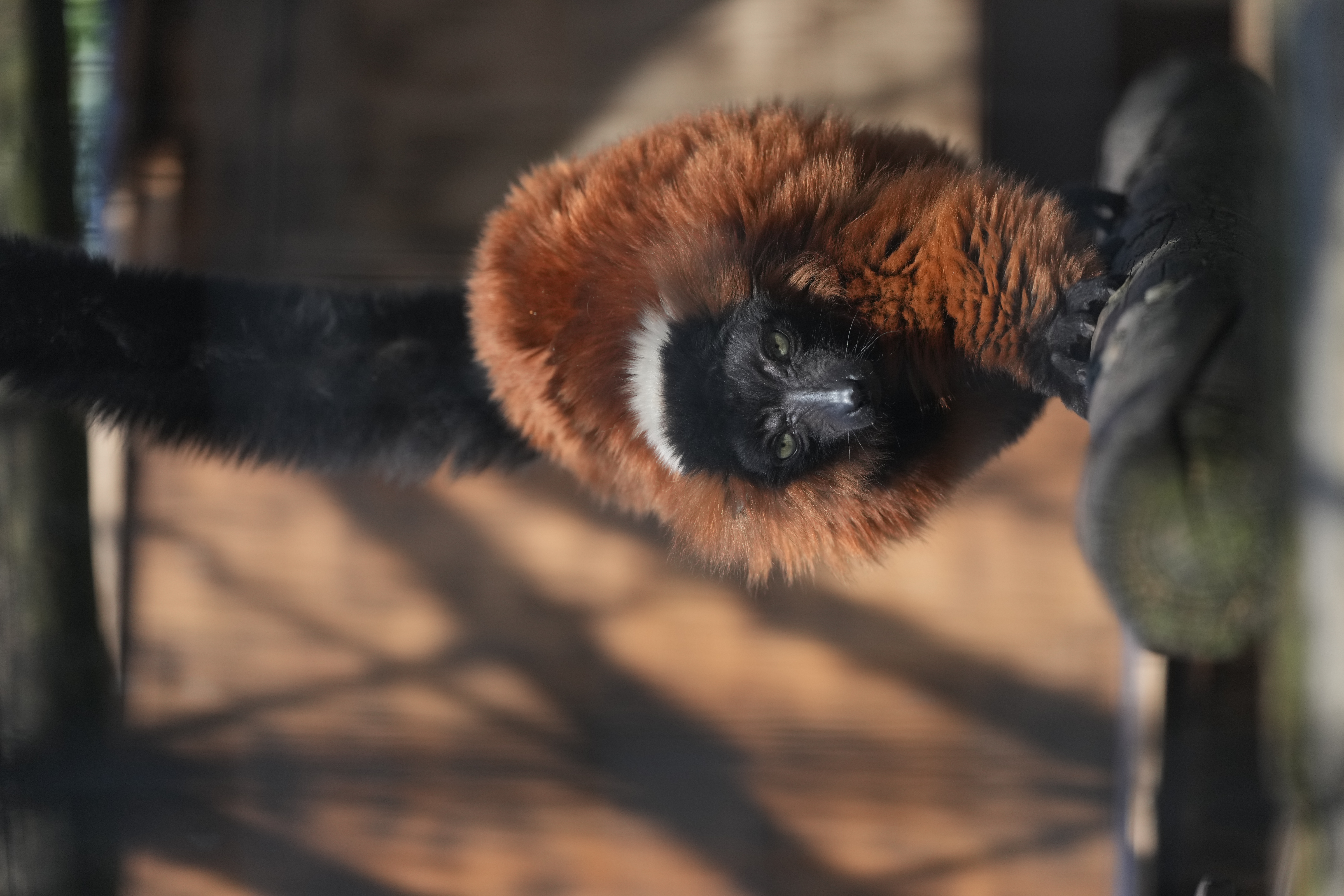 キツネザル。瞳AFで連写してみたが、眼が陰になっても問題なく追従出来ていた。ピント精度的にも使えるので、もう動物AFのないカメラには戻れない気持ちでいっぱいだ。撮影データは以下2カットも同様<br><span class="fnt-85">α1 / FE 100-400mm F4.5-5.6 GM OSS（400mm） / マニュアル露出（F7.1・1/1,250秒） / ISO 800</span>