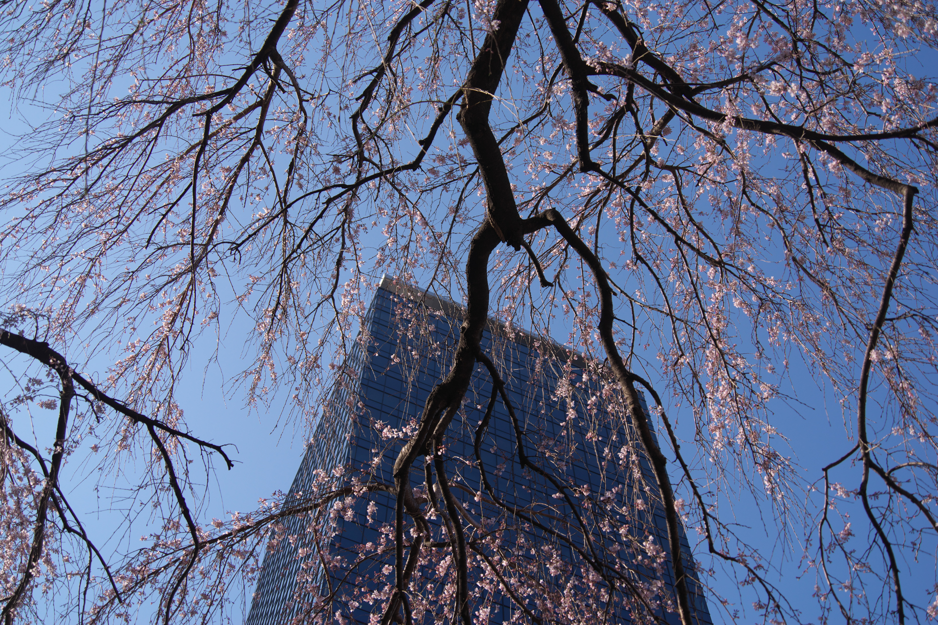 K-1 Mark II+F AFアダプター1.7×　HD PENTAX DA  20-40mm F2.8-4 ED Limited DC WR（F8・1/500秒）ISO 200