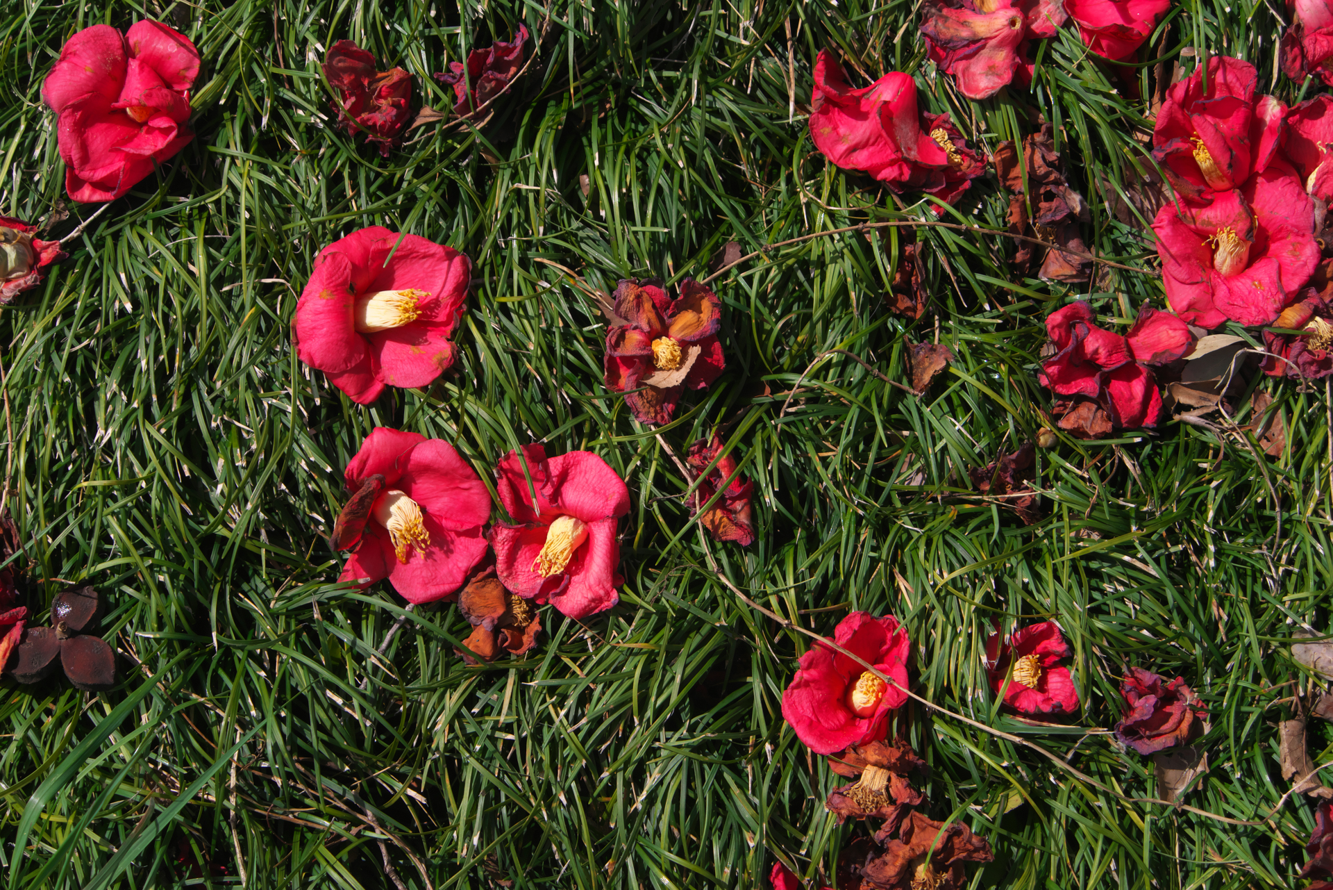 K-1 Mark II+F AFアダプター1.7×　smc PENTAX-A ZOOM 24-50mm F4（F10・1/1,600秒）ISO 800