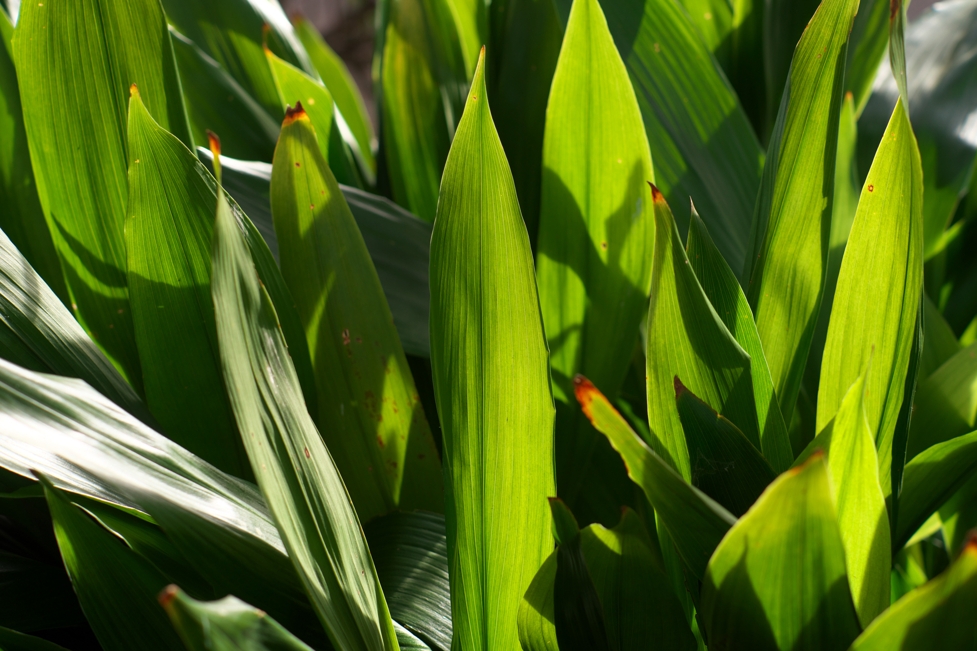 K-1 Mark II+F AFアダプター1.7×　smc PENTAX A 50mm F1.4（F5・1/125秒）ISO 200