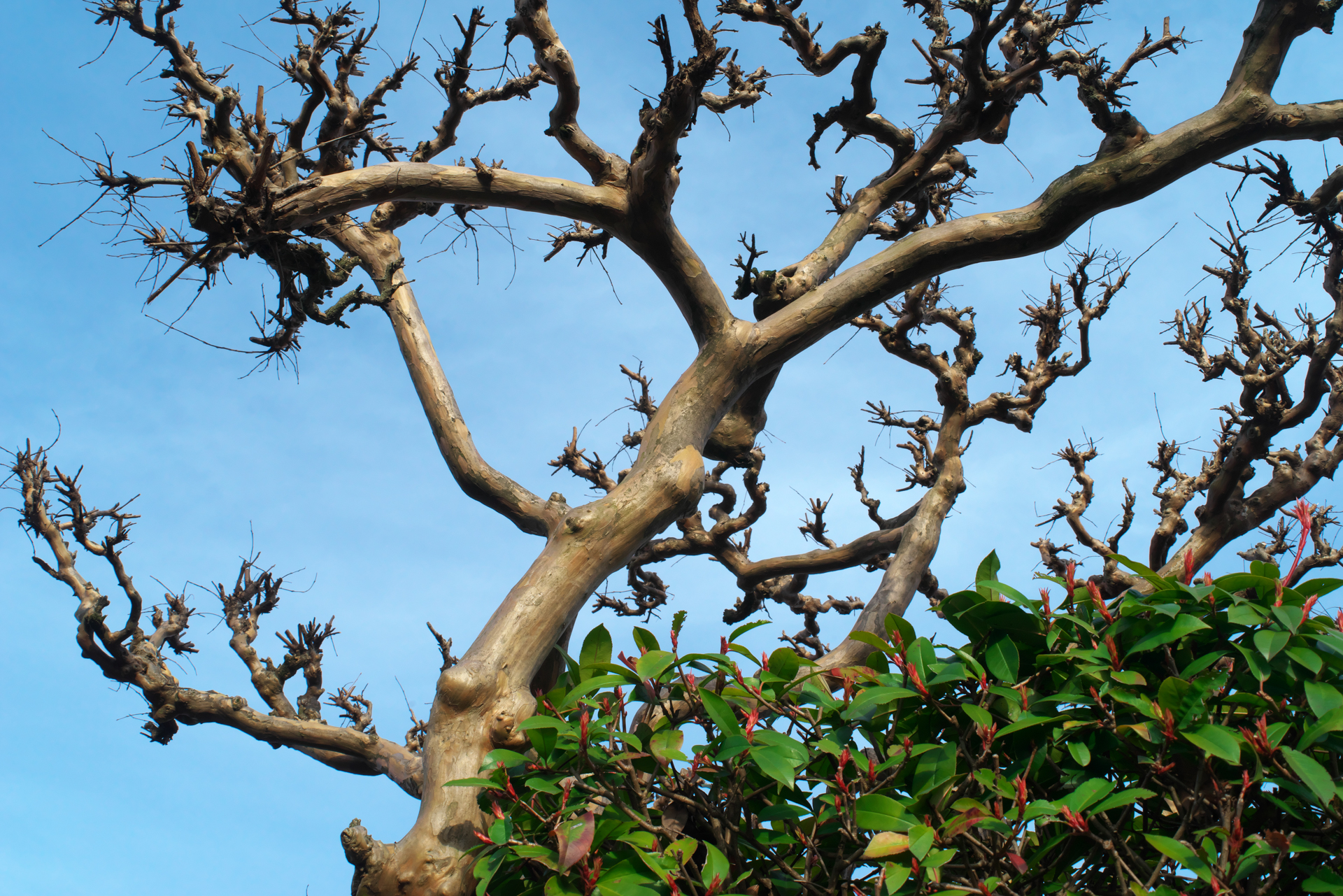 K-1 Mark II+F AFアダプター1.7×　smc PENTAX M 20mm F4（F8・1/250秒）ISO 800