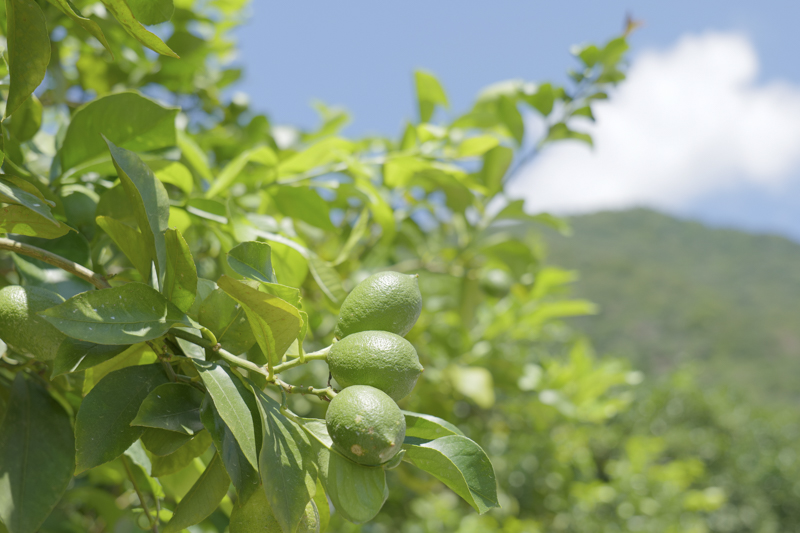 柔らかな色調とトーンが心地よいシネライクD2での撮影。同時に撮影した動画作品とほぼ共通の色調に合わせられるのもS5の魅力だ（撮影：コムロミホ）<br><span class="fnt-85">LUMIX S5 / LUMIX S 20-60mm F3.5-5.6 / 47mm / 絞り優先AE（1/60秒・F5.1） / ISO 320</span>