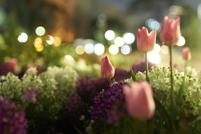 撮影：大村祐里子<br><span class="fnt-85">α1 / FE 50mm F1.2 GM / マニュアル露出（1/5,000秒・F1.8） / ISO 640</span>
