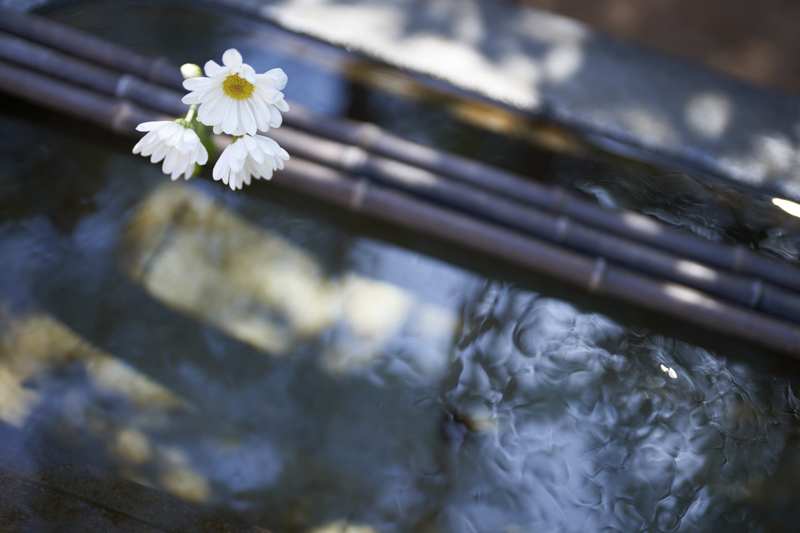 撮影：大村祐里子<br><span class="fnt-85">α1 / FE 50mm F1.2 GM / マニュアル露出（1/1,000秒・F1.2） / ISO 100</span>