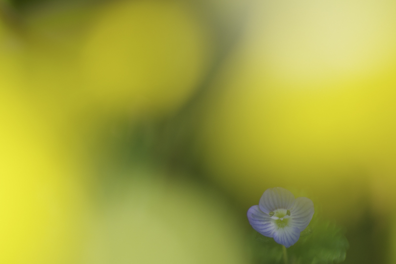 K-3 Mark III / smc PENTAX-D FA MACRO 100mmF2.8 WR / 絞り優先AE（1/640秒・F2.8・-0.7EV） / ISO 400