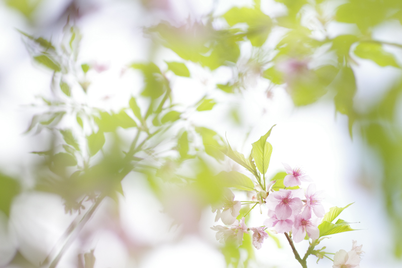 K-3 Mark III / smc PENTAX-DA<sup>★</sup>200mmF2.8ED[IF] SDM / 絞り優先AE（1/800秒・F3.2・+2.3EV） / ISO 800