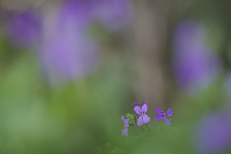 K-3 Mark III / smc PENTAX-DA<sup>★</sup>200mmF2.8ED[IF] SDM / 絞り優先AE（1/800秒・F2.8・±0.0EV） / ISO 800