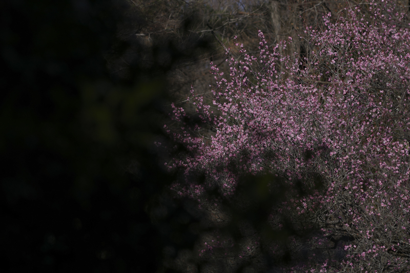 K-3 Mark III / smc PENTAX-DA<sup>★</sup>200mmF2.8ED[IF] SDM / 絞り優先AE（1/1,000秒・F5.6・-3.0EV） / ISO 100