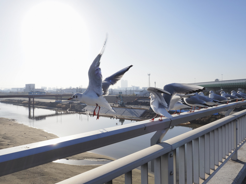 河口に近い鉄橋で、通り過ぎる電車を眺めているかのように羽根を休めていたカモメたち。ゴースト・フレアともに素晴らしい逆光耐性で飛翔の瞬間を切り取ることができた<br><span class="fnt-85">OLYMPUS OM-D E-M1 Mark III / M.ZUIKO DIGITAL ED 12mm F2.0 / 12mm（24mm相当） / 絞り優先AE（F9、1/400秒、+0.7EV） / ISO 200 / WB:オート</span>