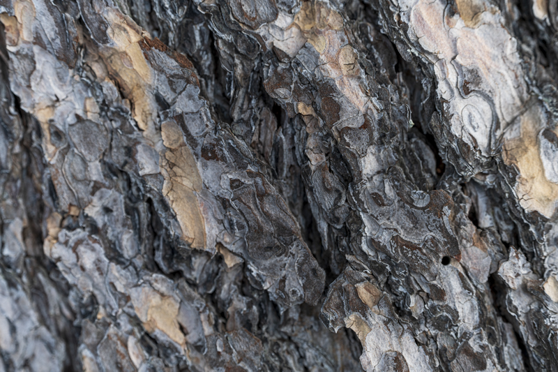 撮影：対馬慎太郎<br><span class="fnt-85">Nikon Z 7II / NIKKOR Z 70-200mm f/2.8 VR S / マニュアル露出（F2.8、1/40秒） / ISO 64</span>