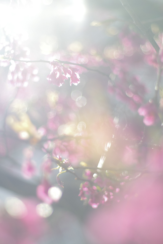 撮影：大村祐里子<br><span class="fnt-85">K-3 Mark III / smc PENTAX-M 50mm F1.4 / 76.5mm相当 / マニュアル露出（1/1,250秒・F1.4） / ISO 100</span>