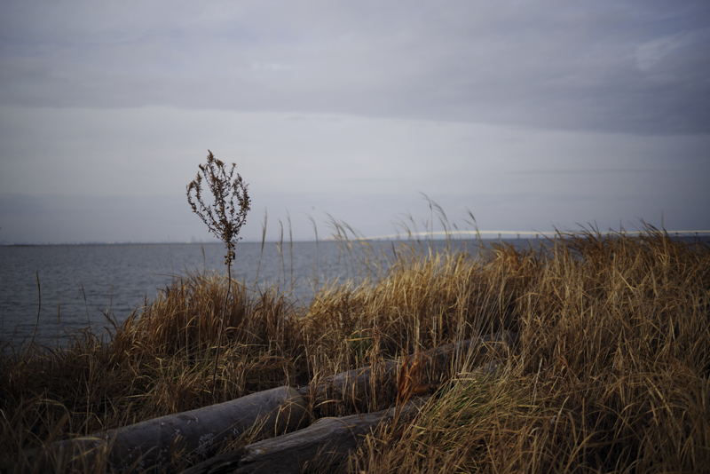 K-1 Mark II / HD PENTAX-FA31mmF1.8 Limited / 絞り優先AE（1/2,200秒・F1.8・±0.0EV） / ISO 100