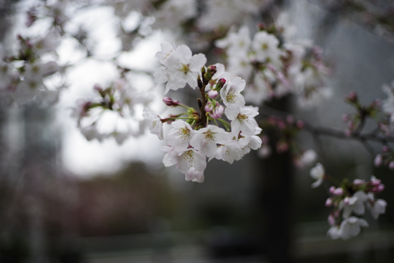 K-1 Mark II / HD PENTAX-FA43mmF1.9 Limited / 絞り優先AE（1/800秒・F1.9・±0.0EV） / ISO 200