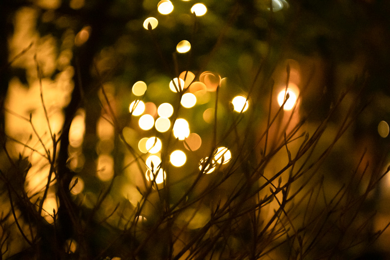 自作絞りを取り付けたDomiplan 2.8/50で撮影。周辺部のボケ描写に味わいを感じる