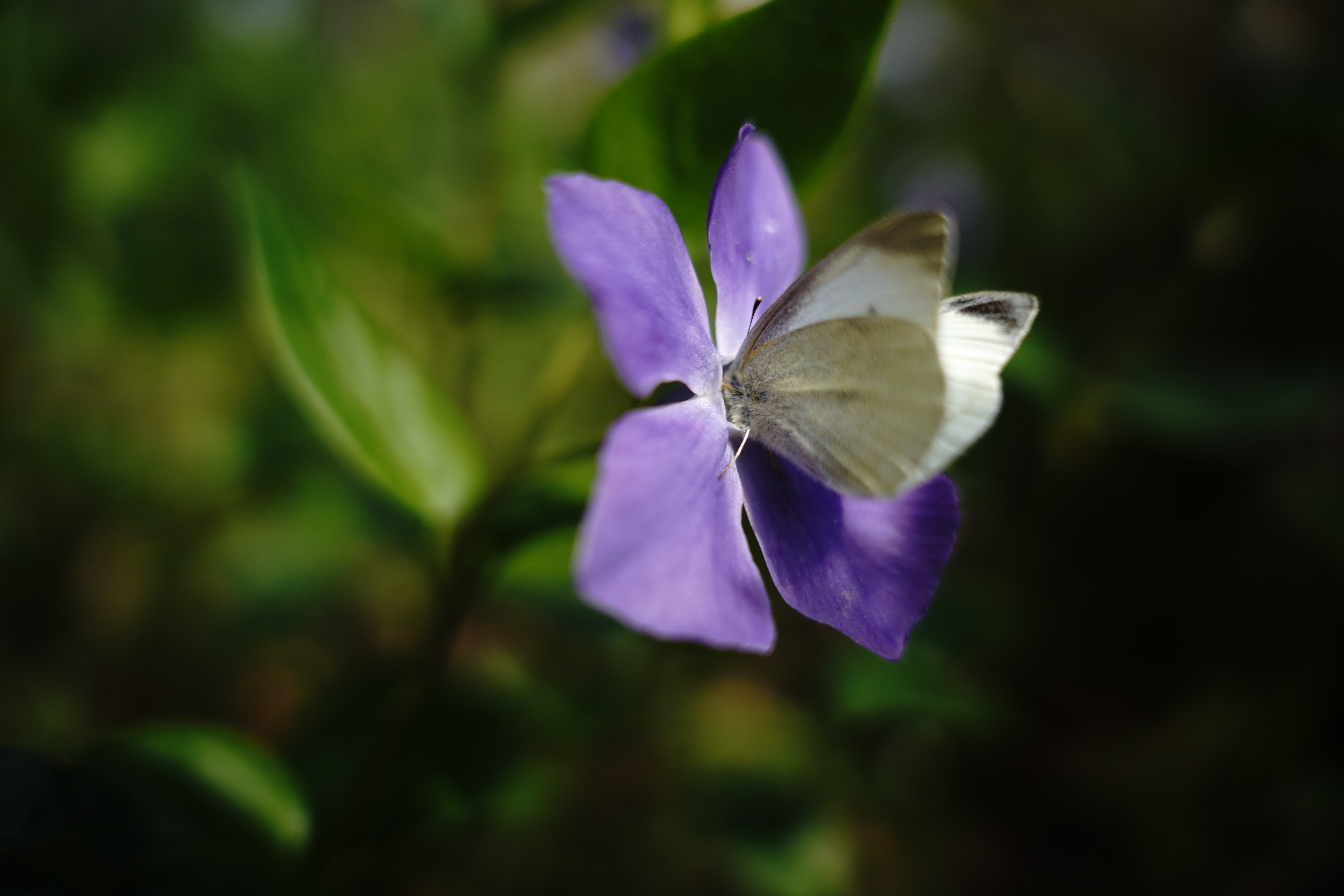 <span class="fnt-85">α7R IV / SIGMA 28-70mm F2.8 DG DN｜Contemporary（29.1mm） / 絞り優先AE（F2.8・1/1,600秒・-0.3EV） ISO 100</span>