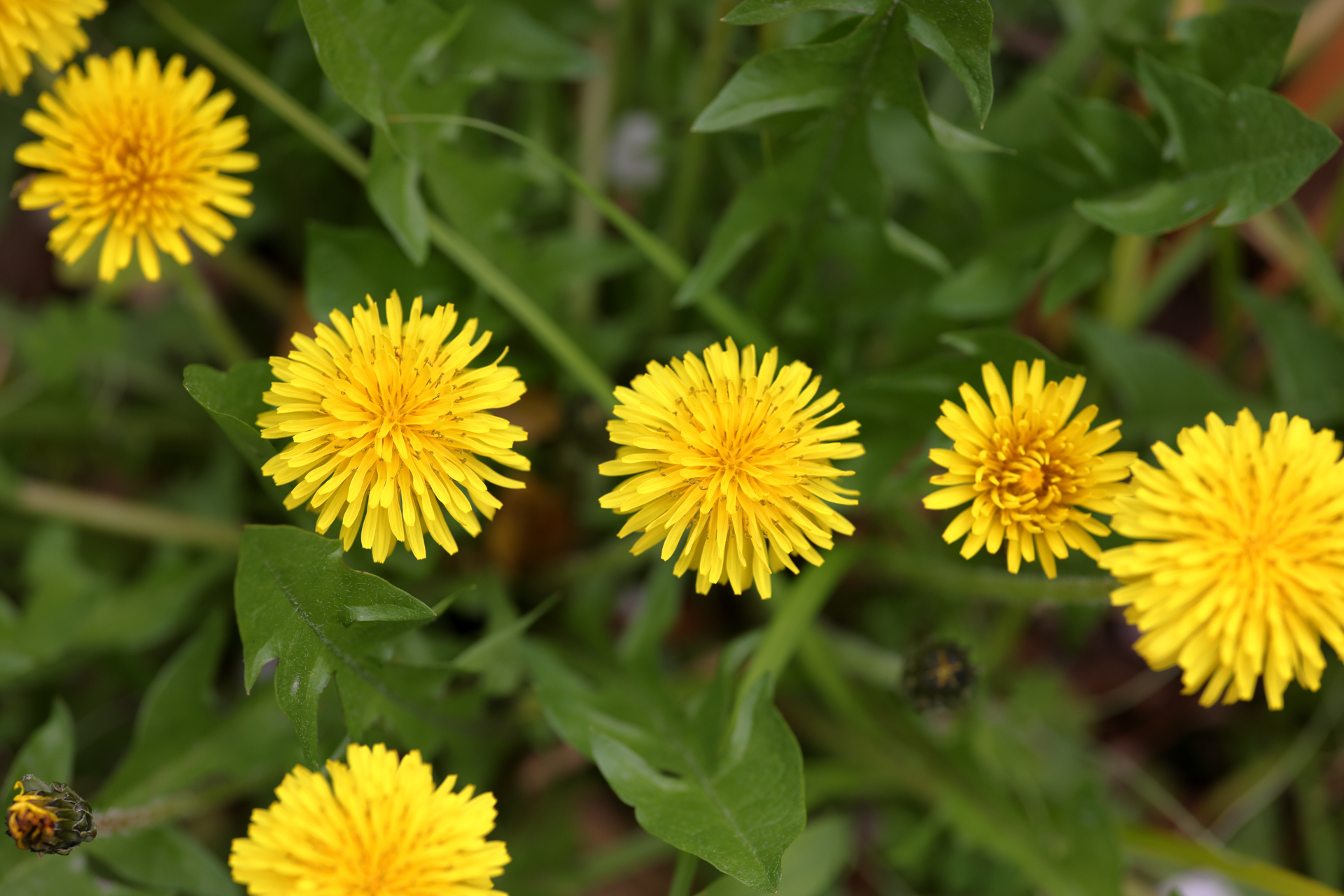 MFであることにストレスを感じさせない造りが見事ですね。EFマウントこそ「不変」ではないかと感じる瞬間でして、こうなるとコシナ・フォクトレンダーやコシナ・ツァイスのEFマウント用レンズが欲しくなるわけです。<br>EOS R5　MACRO APO-LANTHAR 125mm F2.5 SL（F4・1/2,000秒）ISO 400