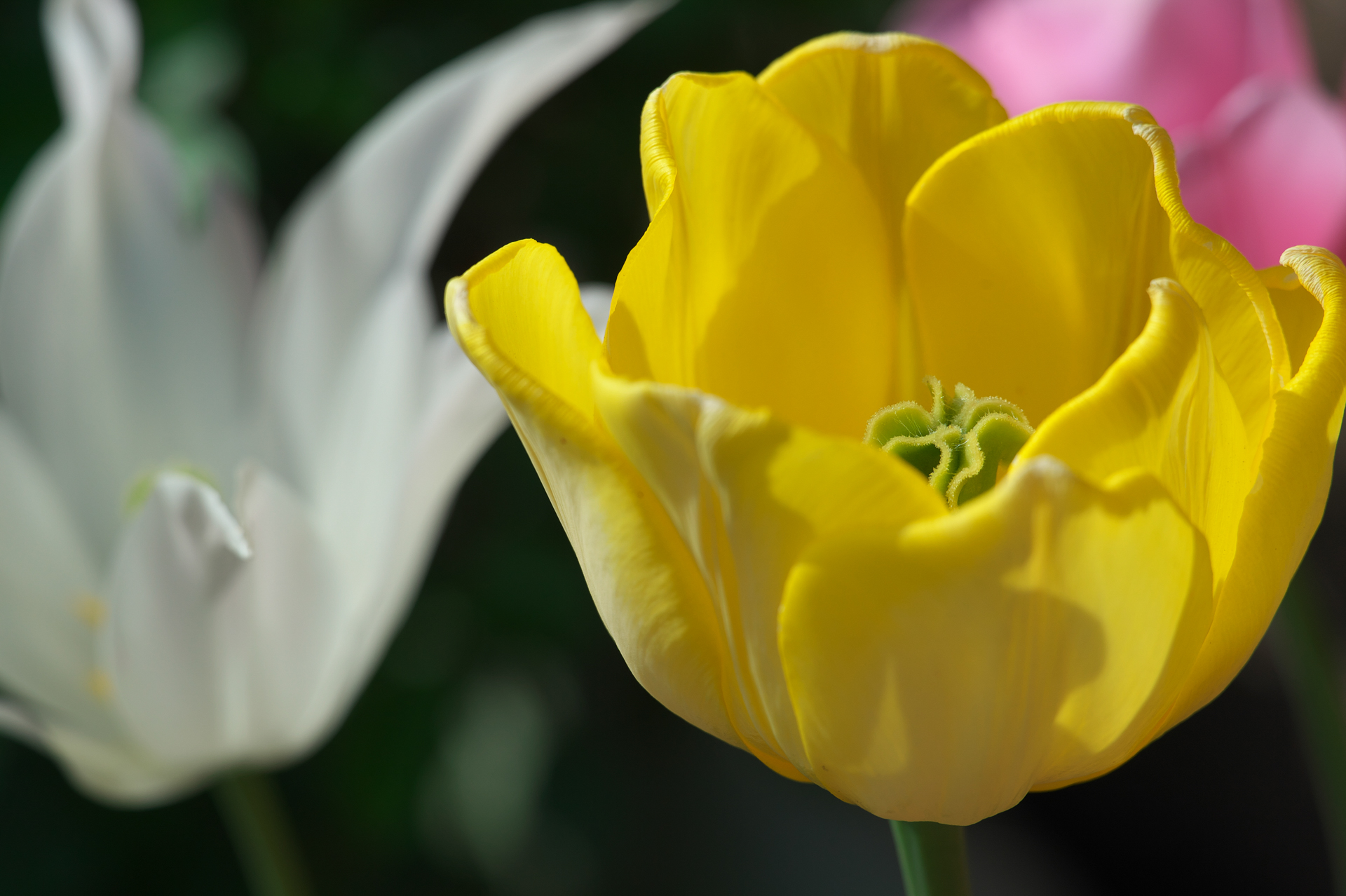 最短撮影距離1.2mでの撮影です。シャープで線の細い、透明感のある描写です。クラシックな部類には入らないでしょう。絞り開放の明るさを無理していないため性能に余裕があると思われます。最大撮影倍率1:4なので、簡易的な望遠マクロレンズとしても重宝します。<br>ニコンDf　APO-LANTHAR 180mm F4 SL Close Focus（F5.6・1/2,500秒）ISO 400