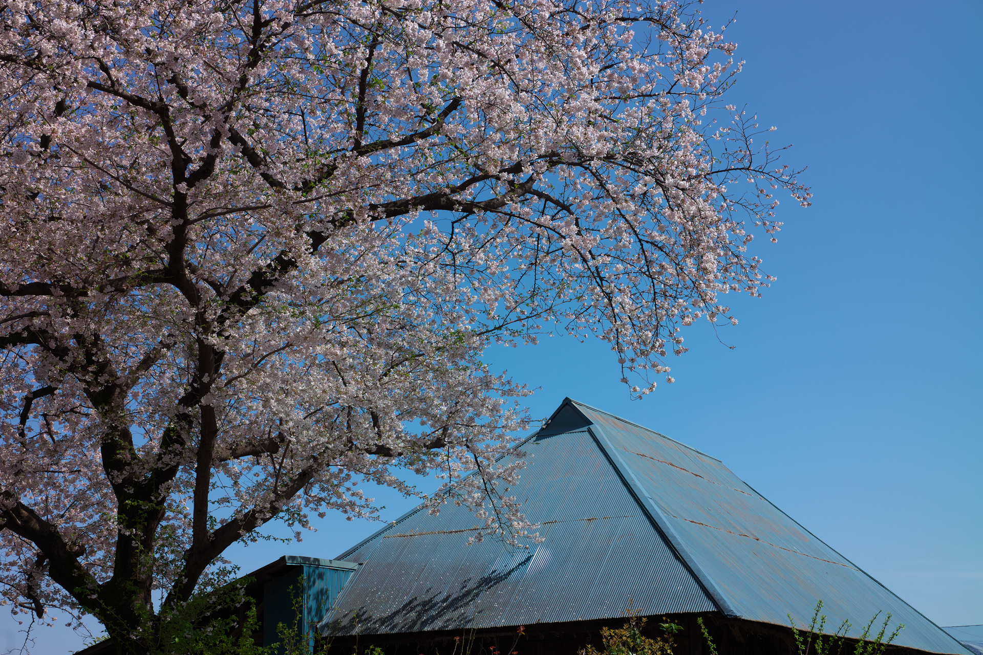 実直な描写というか、この撮影距離で桜の花びら一枚一枚が鮮鋭に見えますから、ライカM10-Rと組み合わせて撮ったら、さらにすごいんでしょうねえ。でも個人的には「だからどうした」みたいな感じもあります（笑）。<br>ライカM10-P　APO-LANTHAR 50mm F2 Aspherical VM（F8・1/750秒）ISO 100