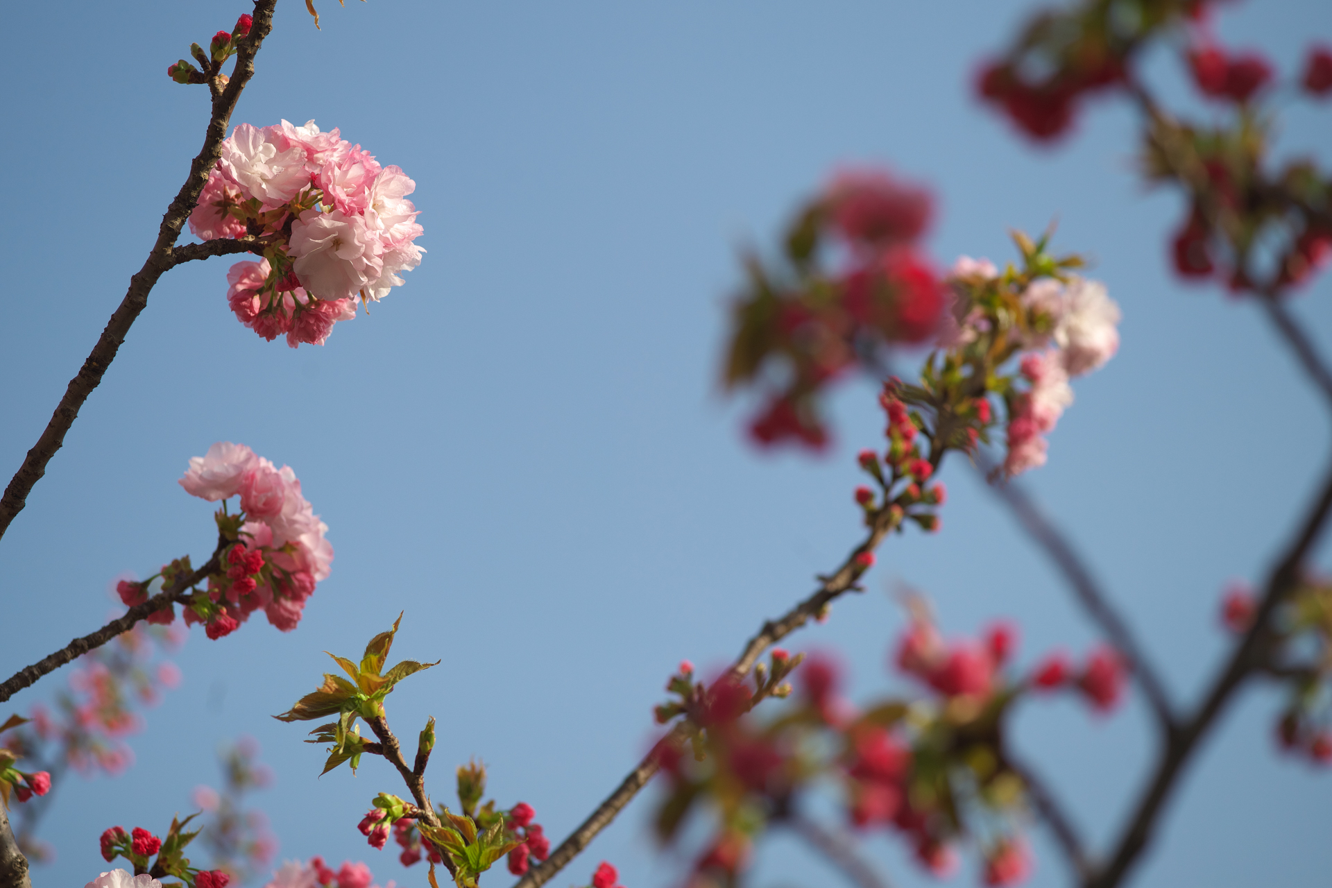 テストの撮影の時、ライカM10-Pのビゾフレックス（着脱式のEVF）を忘れて青ざめたのですが、通常のレンジファインダーによるフォーカシングで問題はありませんでした。F3.5なのでピント精度に余裕があったのでしょう。<br>ライカM10-P　APO-LANTHAR 90mm F3.5（F3.5・1/2,000秒）ISO 200