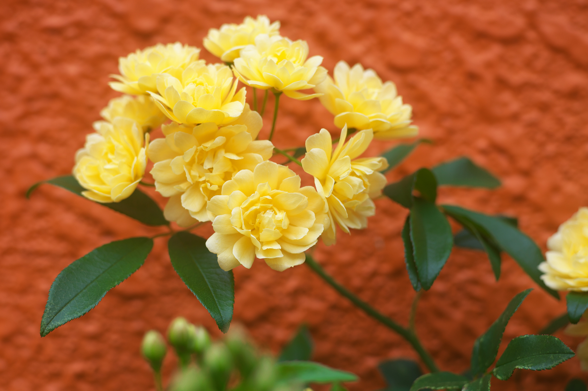 Close Focusなので、至近距離で撮影しましたが、フォーカスの立ち上がり方というか線の細さが素晴らしく、デジタル時代でも十分に通用するレンズだと思いました。撮影距離でも性能はあまり変化しないようです。<br>ニコンDf　APO-LANTHAR 90mm F3.5 SL Close Focus（F5.6・1/800秒）ISO 400