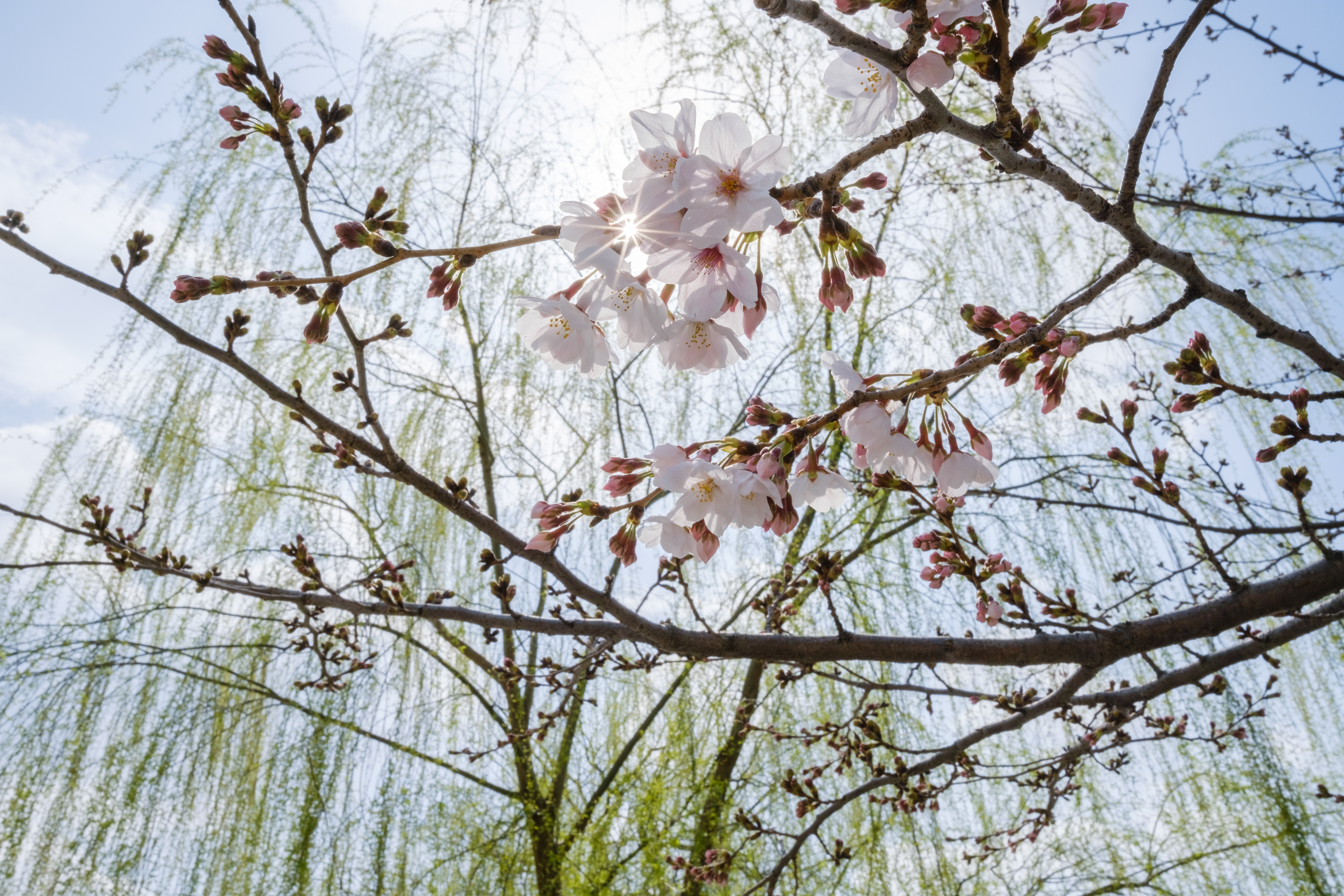 <span class="fnt-85">X-T4 / XF18mmF1.4 R LM WR / 絞り優先AE（F16・1/350秒・+1.7EV） / ISO 640</span>