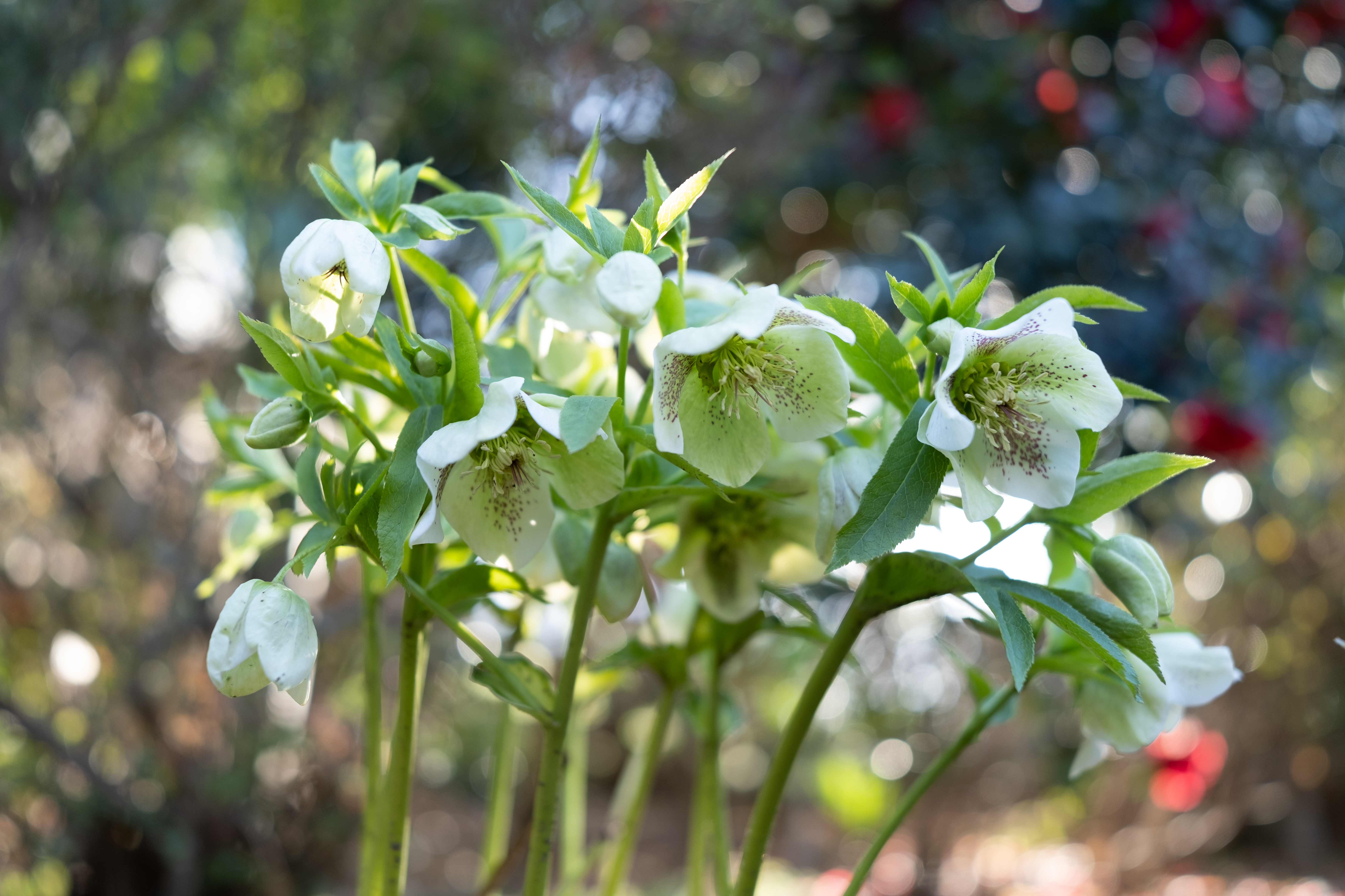 <span class="fnt-85">X-T4 / XF18mmF1.4 R LM WR / 絞り優先AE（F1.4・1/400秒・+0.7EV） / ISO 160</span>